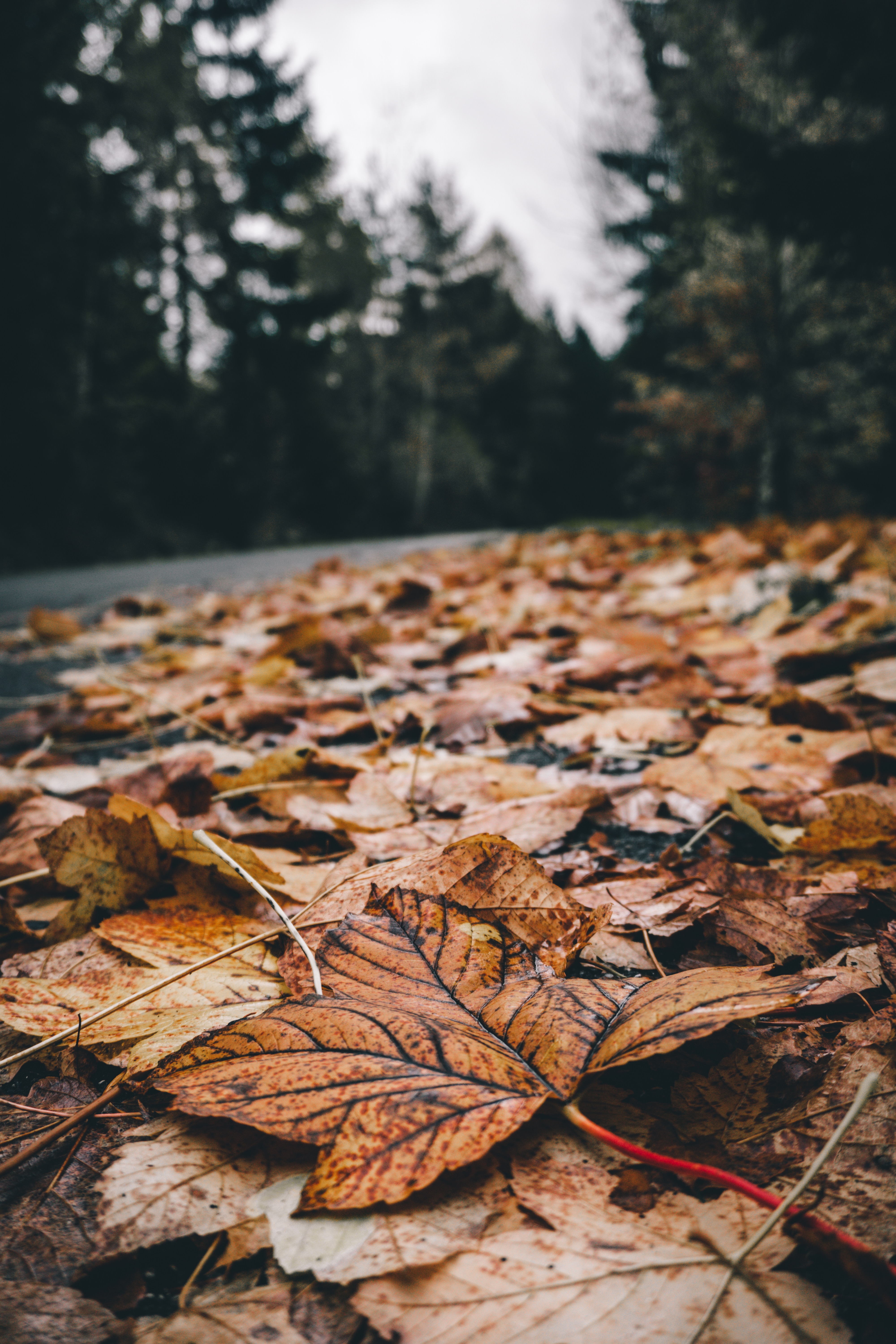 90993 descargar fondo de pantalla naturaleza, otoño, hojas, follaje, seco, caído: protectores de pantalla e imágenes gratis