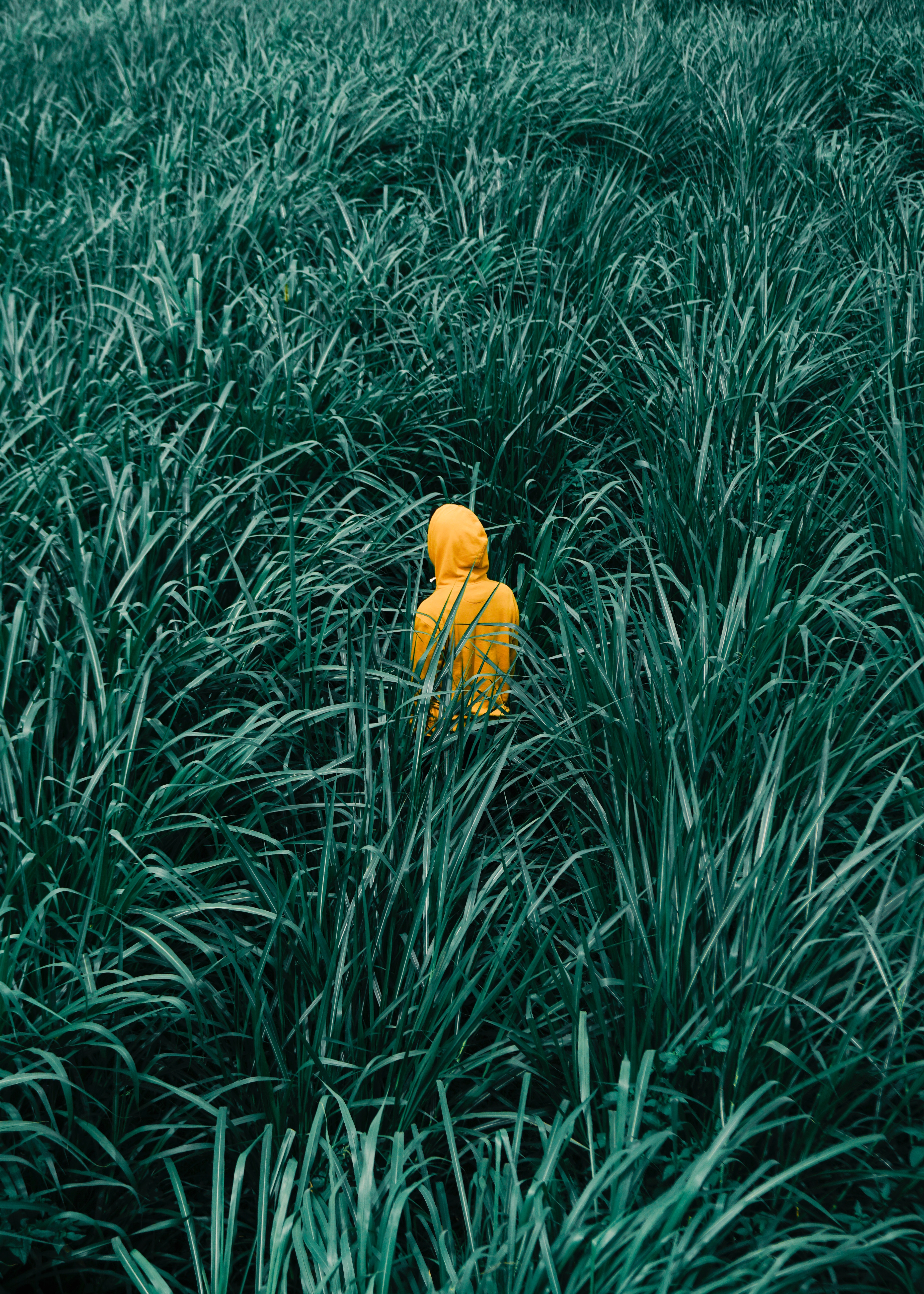 Download mobile wallpaper Grass, Stroll, Person, Human, Minimalism for free.