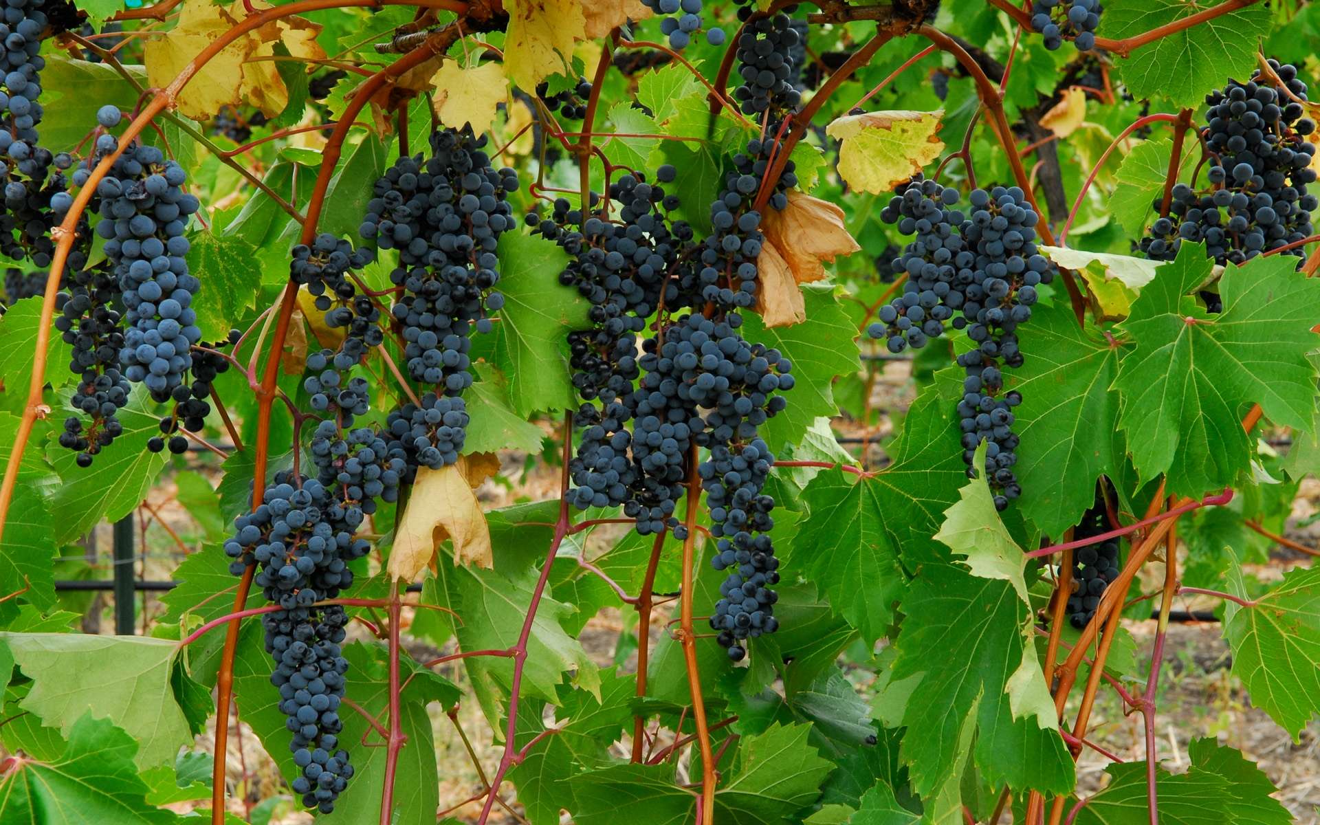 виноград конкорд фото