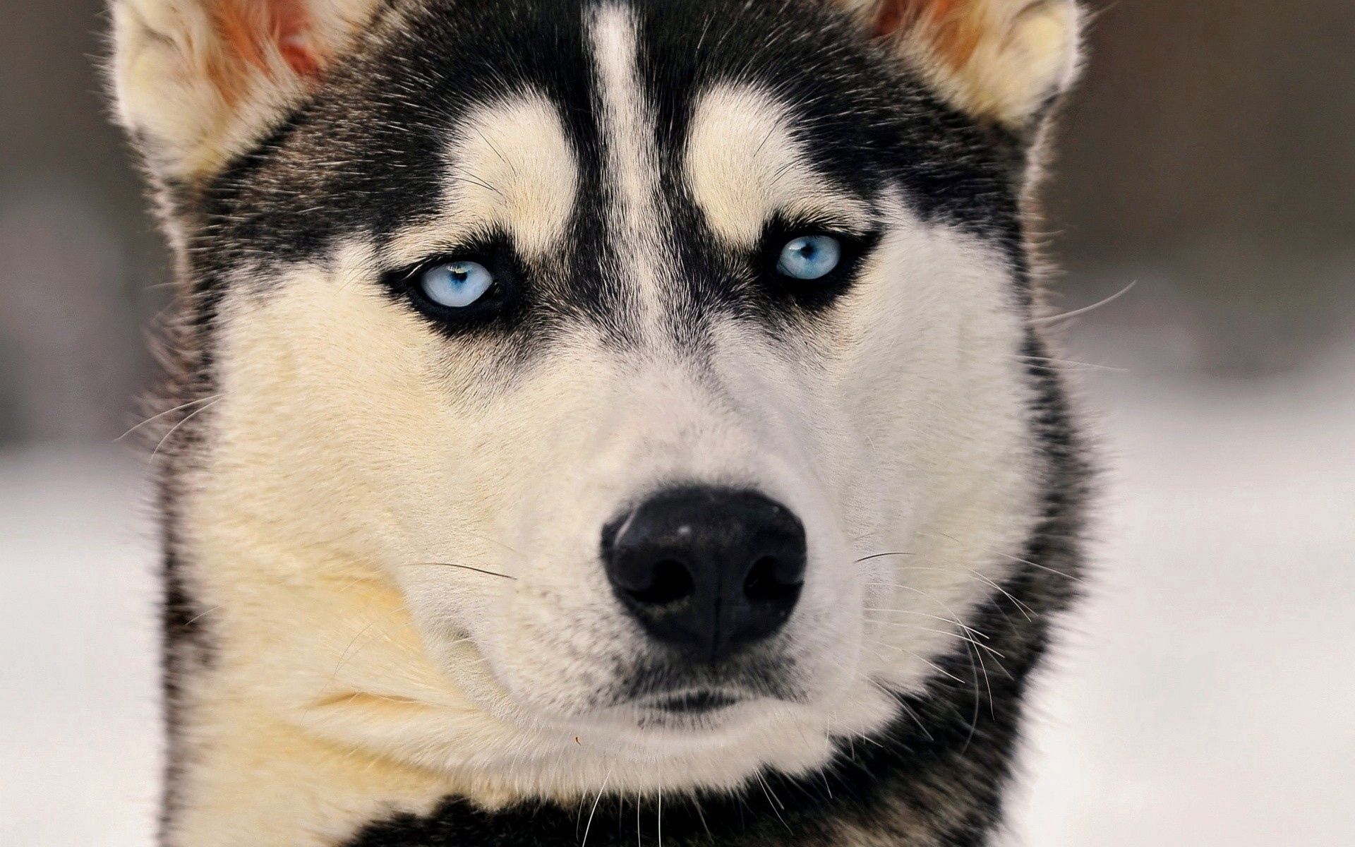 animals, dog, muzzle, sight, opinion, husky, haska, blue eyed Aesthetic wallpaper