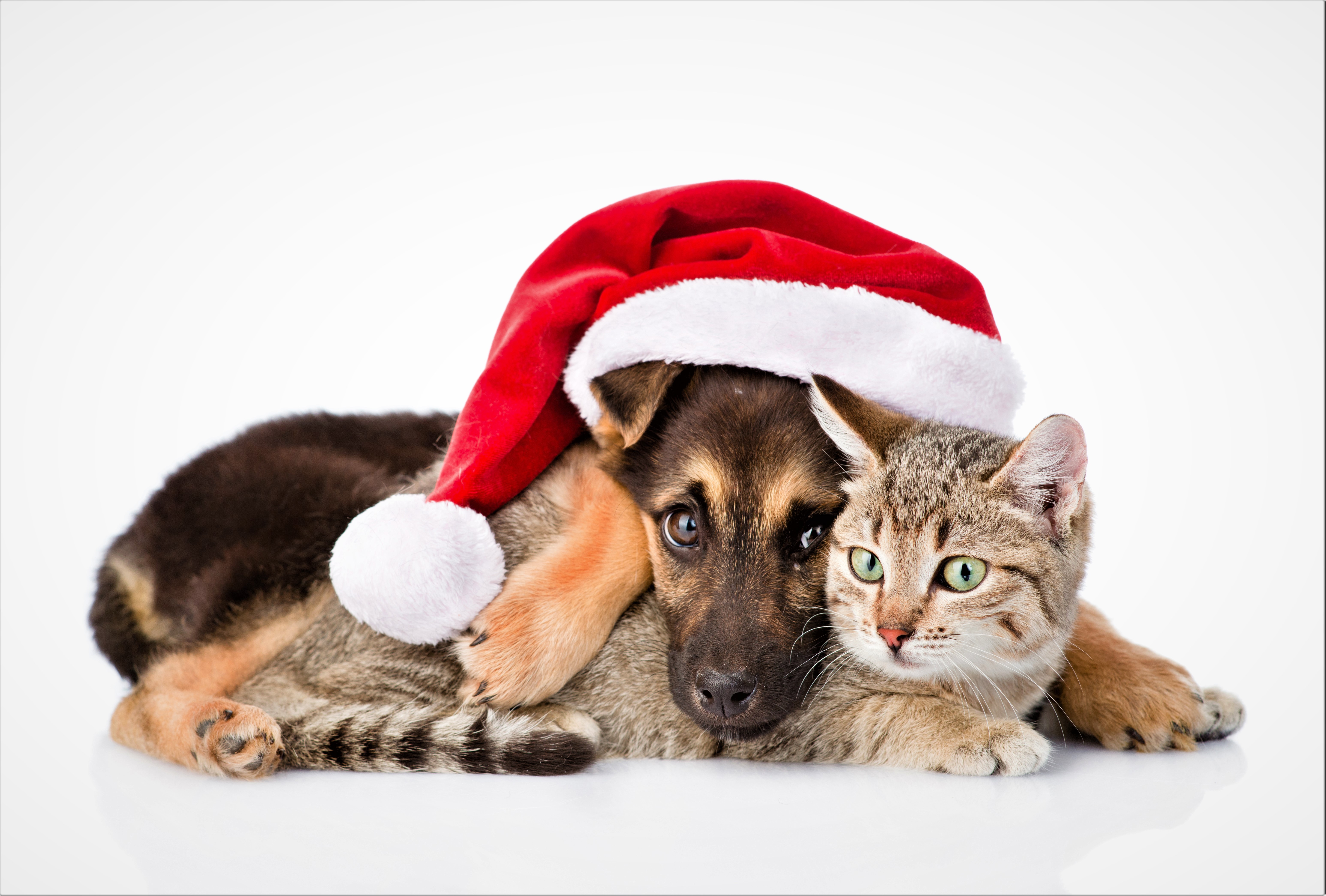 animal, cat & dog, baby animal, cat, cute, dog, friend, love, puppy, santa hat 32K