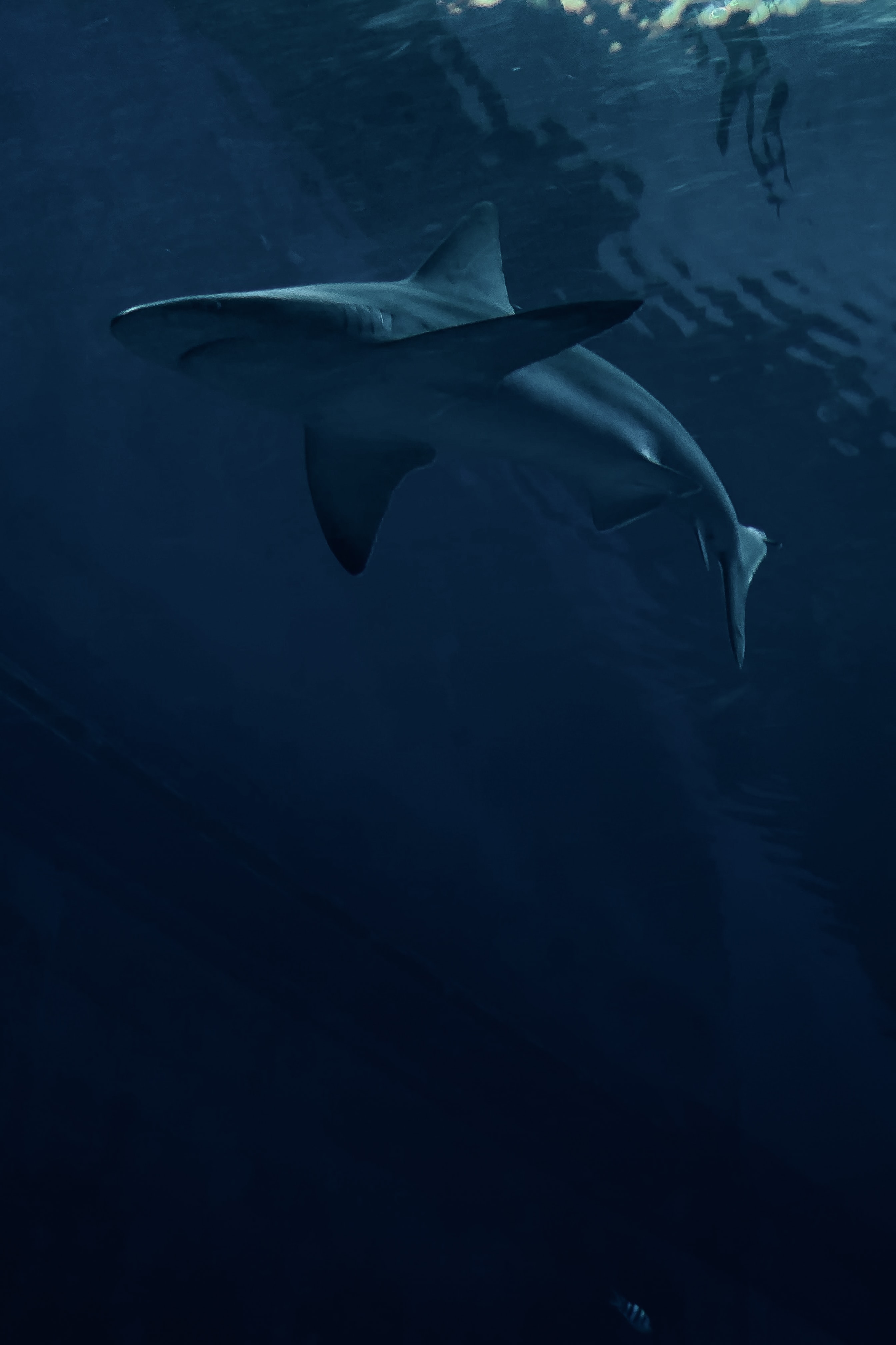 99740 免費下載壁紙 鲨鱼, 鱼, 捕食者, 黑暗的, 黑暗, 一条鱼 屏保和圖片