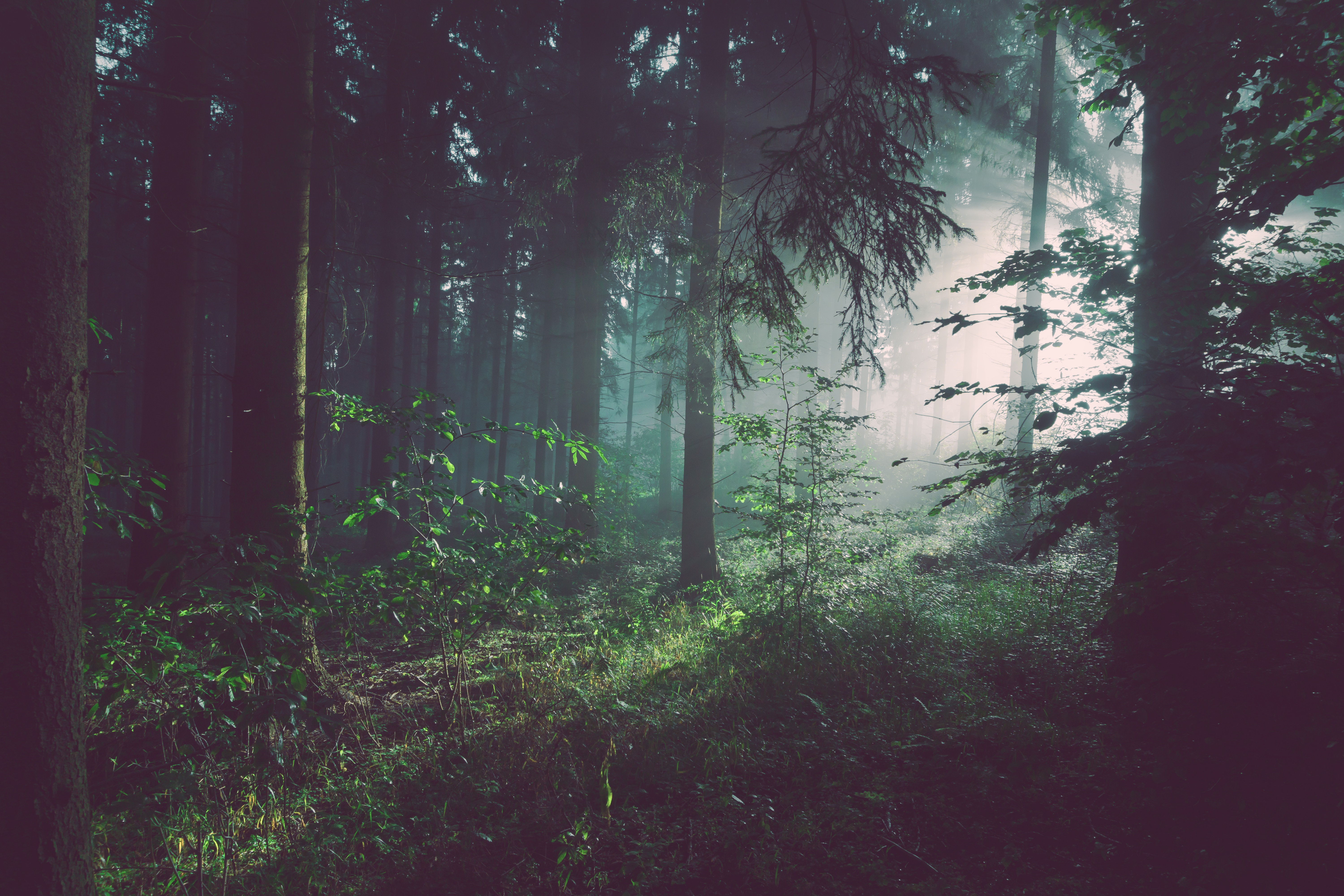75963 Hintergrundbild herunterladen nebel, natur, bäume, sommer, wald, deutschland, bad pyrmont - Bildschirmschoner und Bilder kostenlos