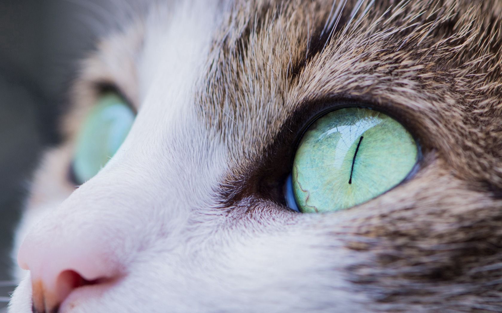 New Lock Screen Wallpapers animals, cat, muzzle, eyes