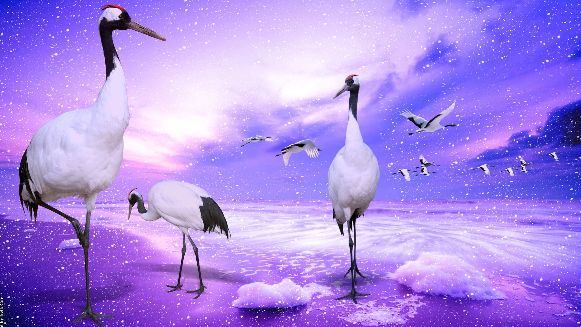 1458835 免費下載壁紙 动物, 丹顶鹤, 鸟, 起重机, 紫色的, 鹳 屏保和圖片