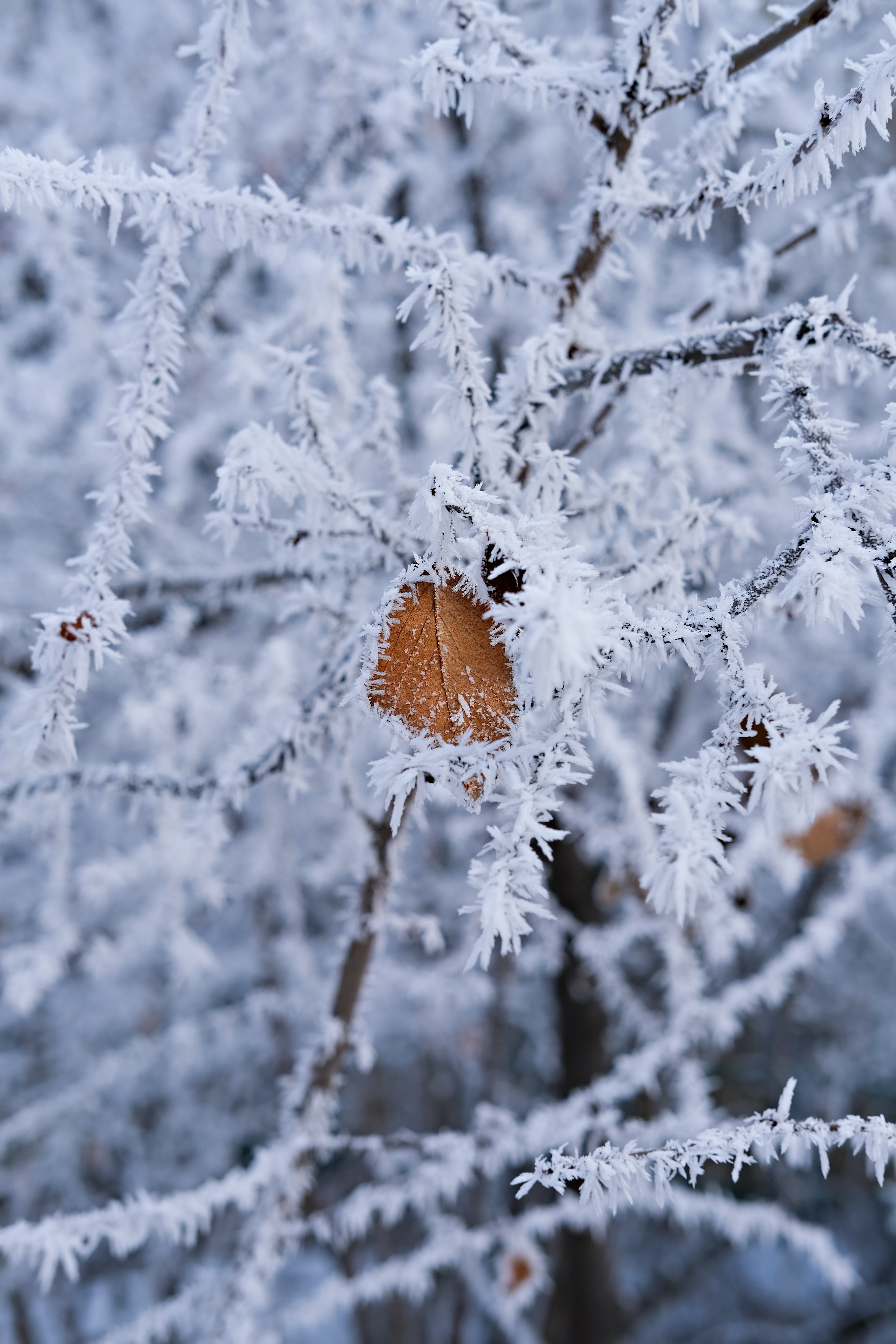 winter, macro, branch, frost, hoarfrost, leaflet
