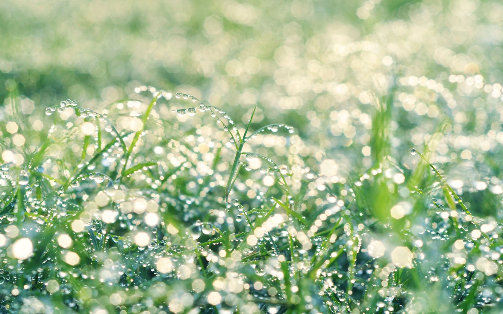 Слово утренняя роса. Роса на траве. Сильная роса на траве. Трава после дождя. Свежесть утра.
