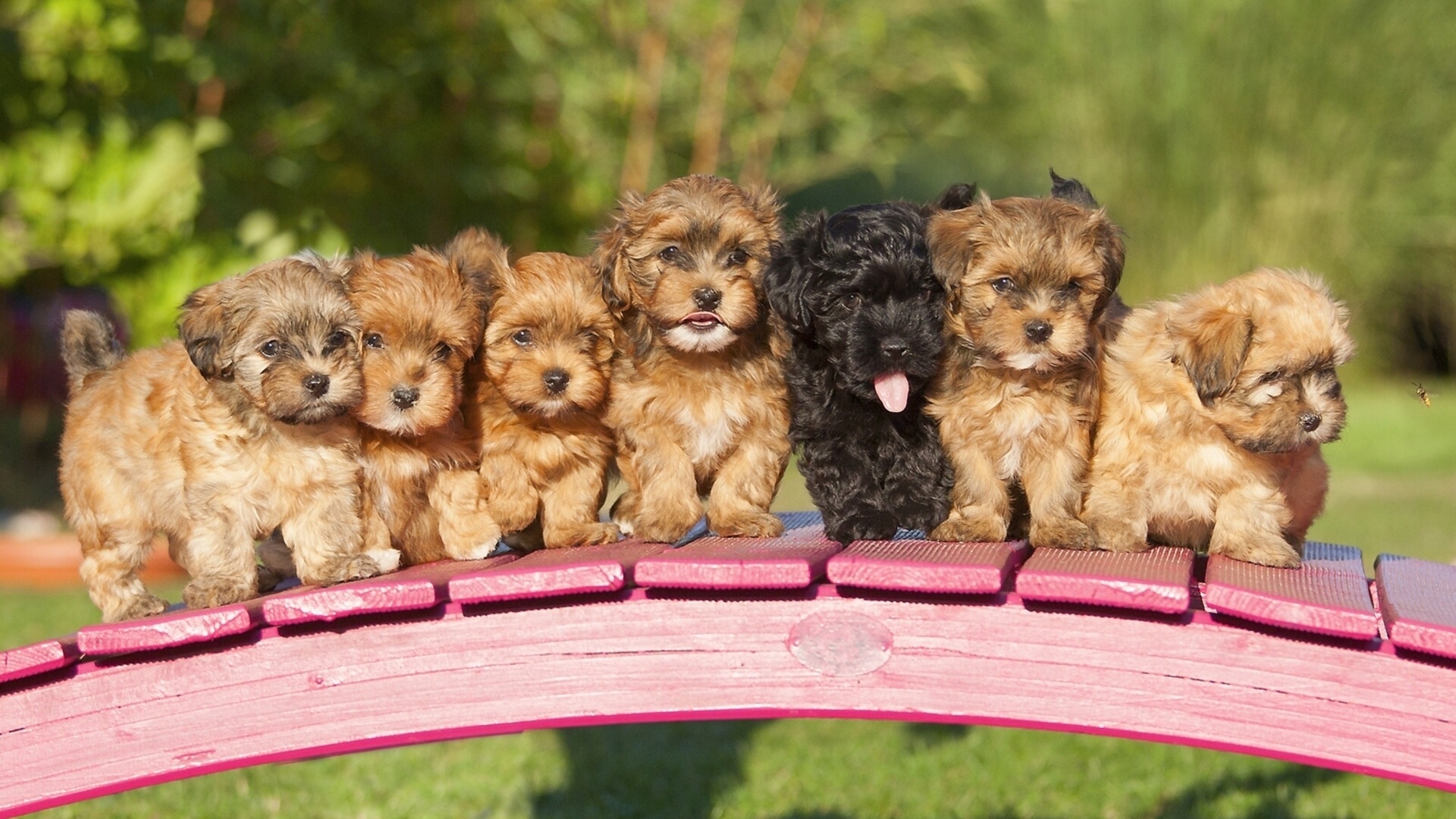 фото собак разных маленьких