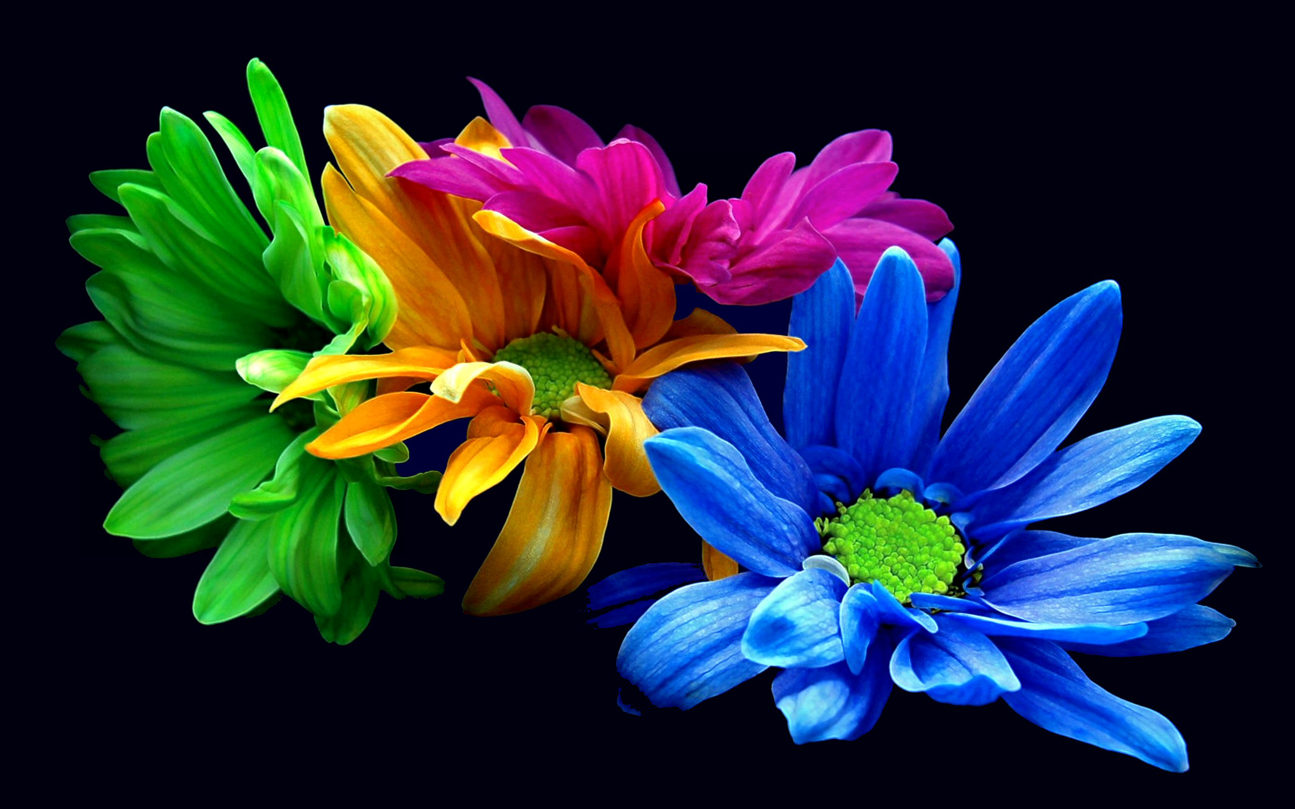 264617 免費下載壁紙 自然, 花, 蓝花, 丰富多彩的, 花瓣, 紫花, 黄花, 花卉 屏保和圖片