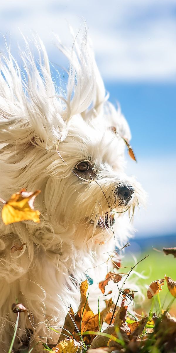 Dog wind. Гаванский Бишон. Лохматая собака. Собака на ветру. Собака лохматая ветер.