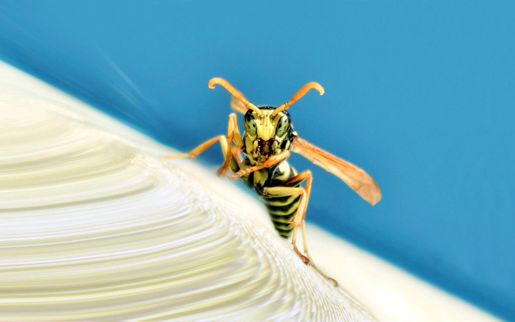 macro, insect, stripes, wings, strips, wasp Full HD