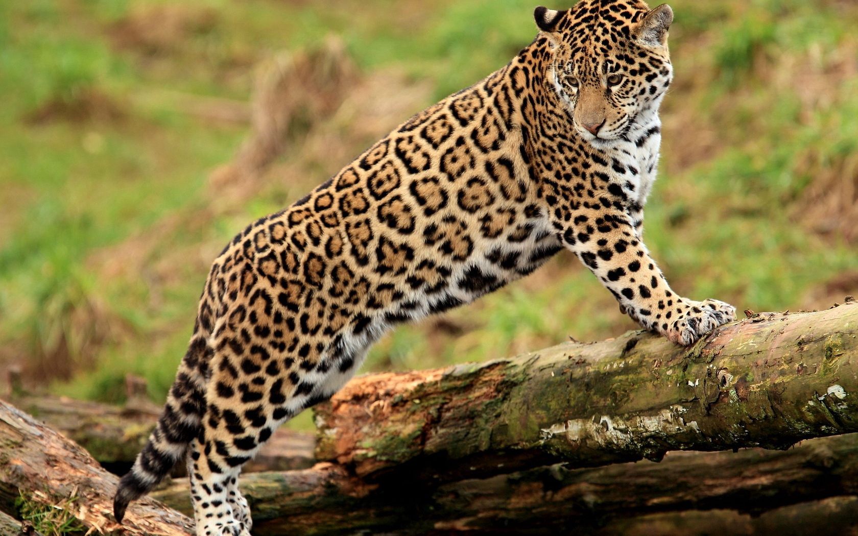 118272 télécharger le fond d'écran animaux, jaguar, gros chat, fauve, valeur, montée, grimper, regarder, voir - économiseurs d'écran et images gratuitement