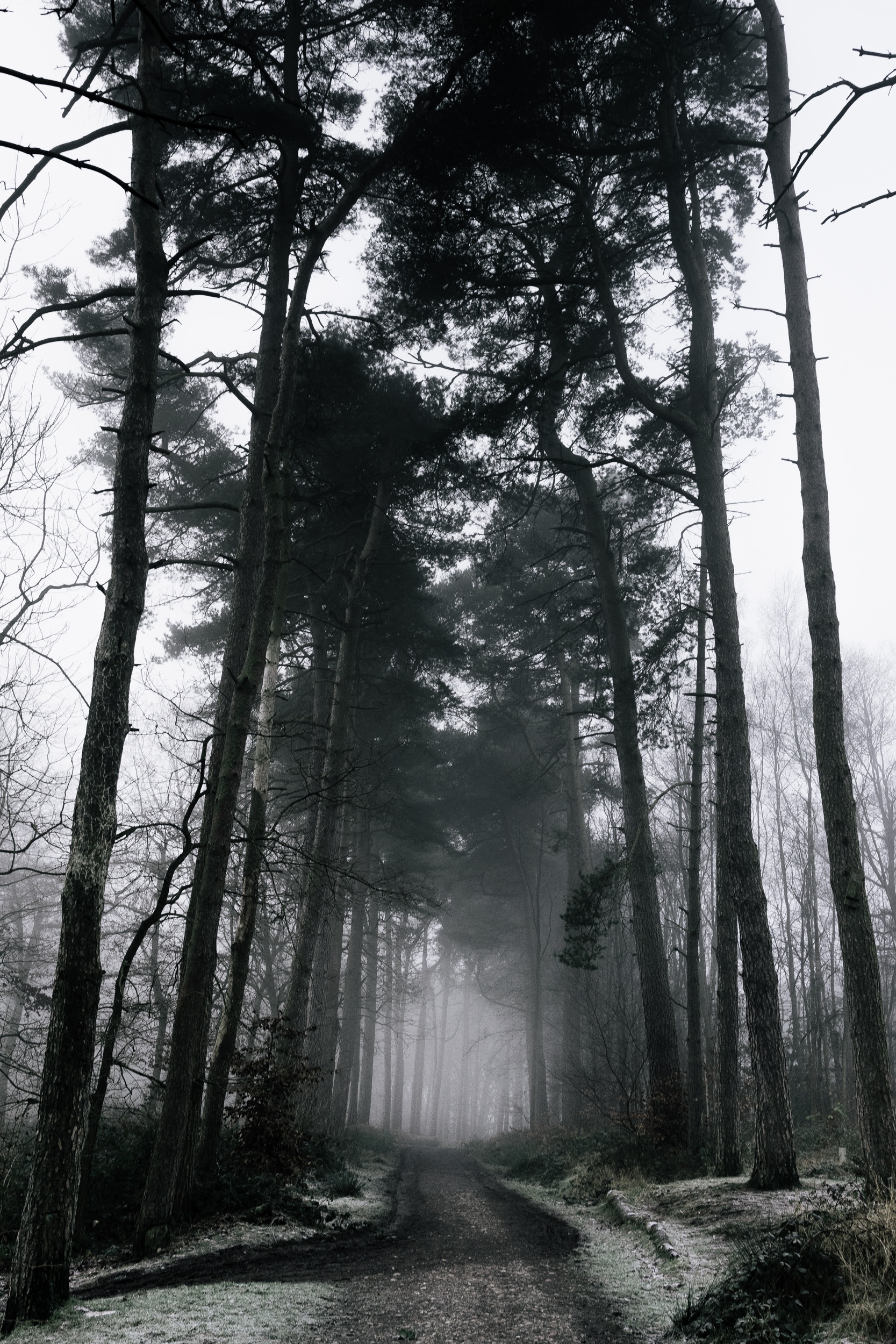 gloomy, gloomily, nature, trees, fog, winter, snow, forest, branches
