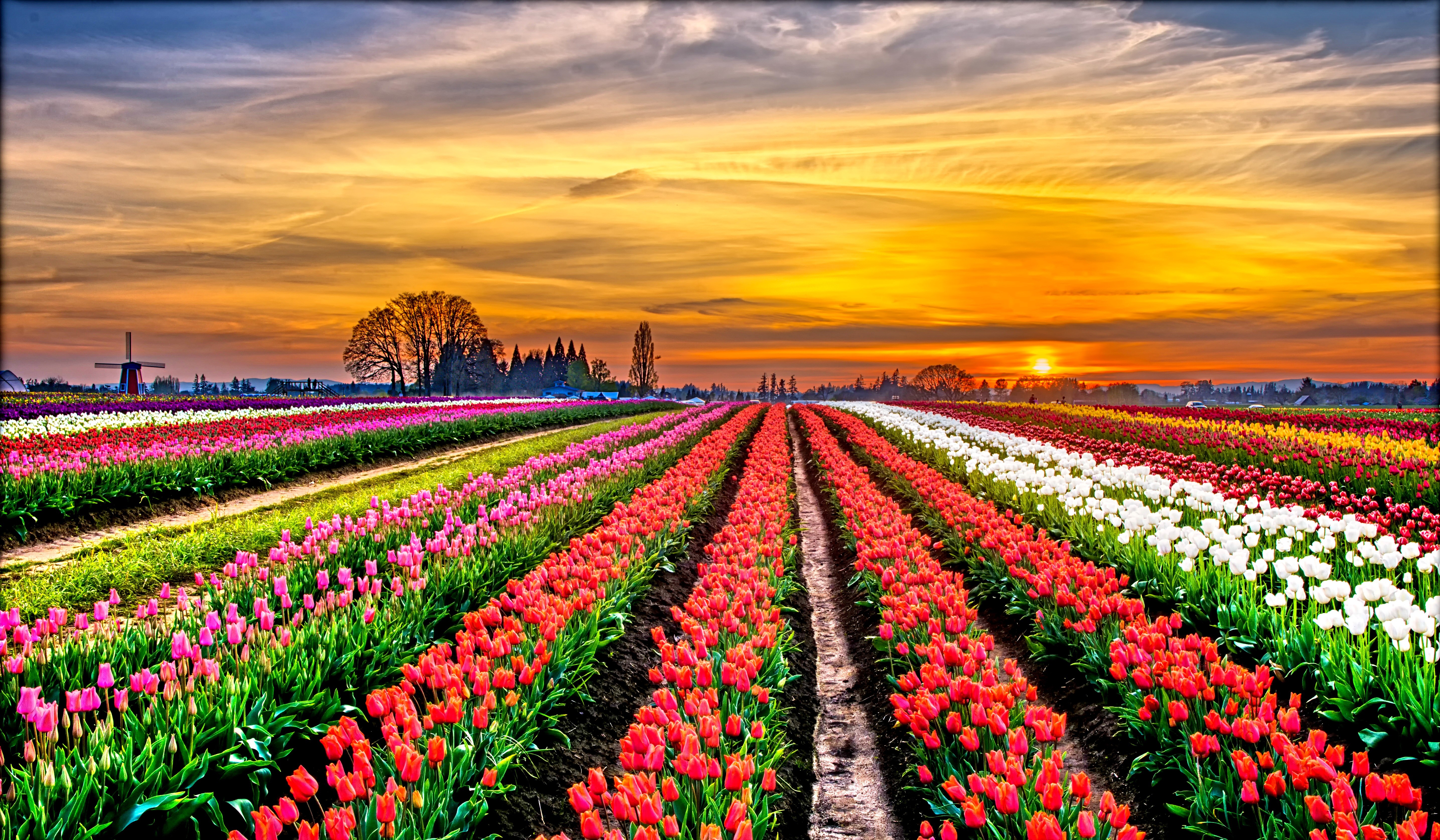 Поле цветов видео. Тюльпановое поле Голландия рассвет. Тюльпановые поля в Голландии.