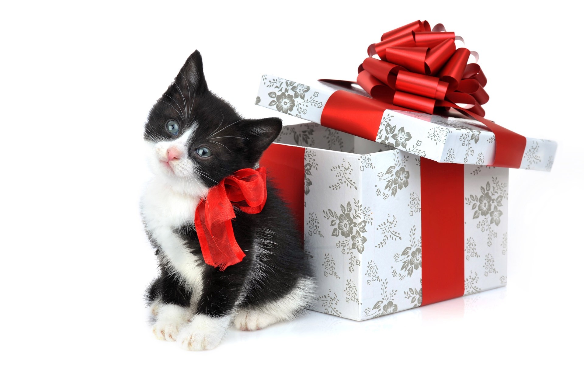 550308 завантажити картинку різдво, свято, кішка, милий, подарунок, кошеня - шпалери і заставки безкоштовно