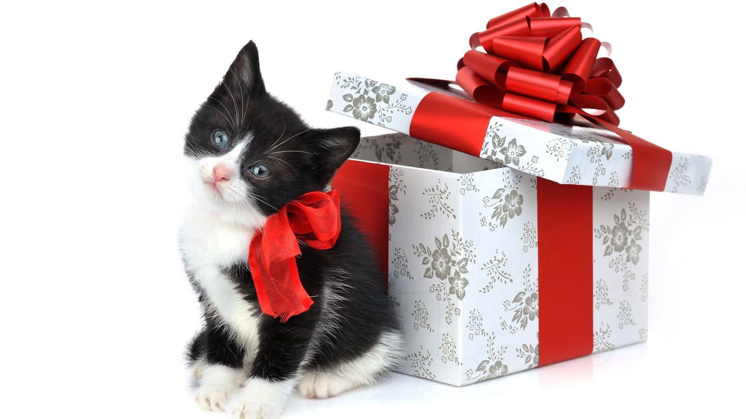 Подарком распоряжаешься. Котенок с подарком. Кот дарит подарок. Котенок с бантиком подарок. Открытка с днём рождения с котятами.