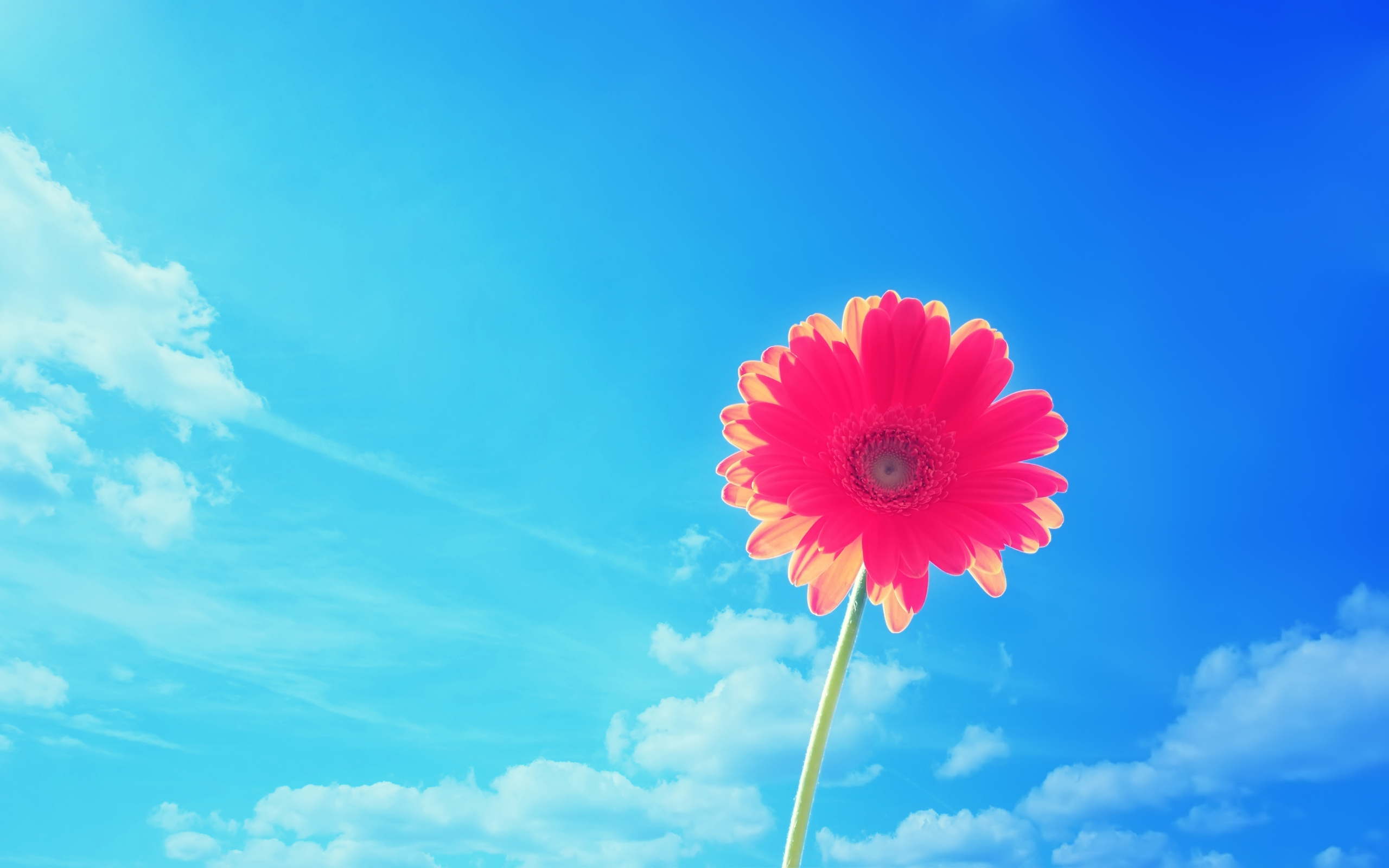 Download mobile wallpaper Gerbera, Daisy, Red Flower, Flowers, Nature, Flower, Earth, Sky for free.