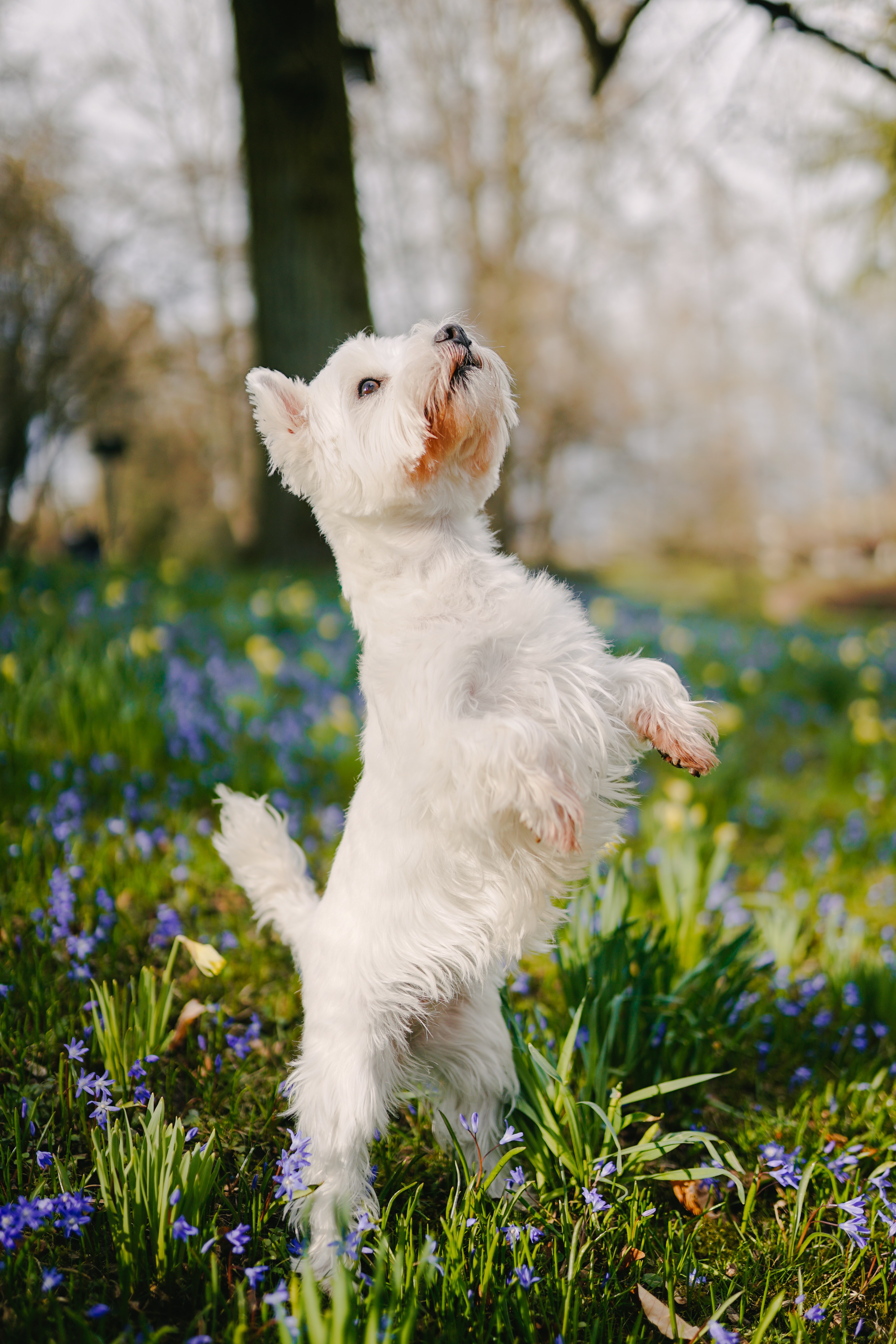 android pet, animals, flowers, fluffy, dog, field, nice, sweetheart, trick