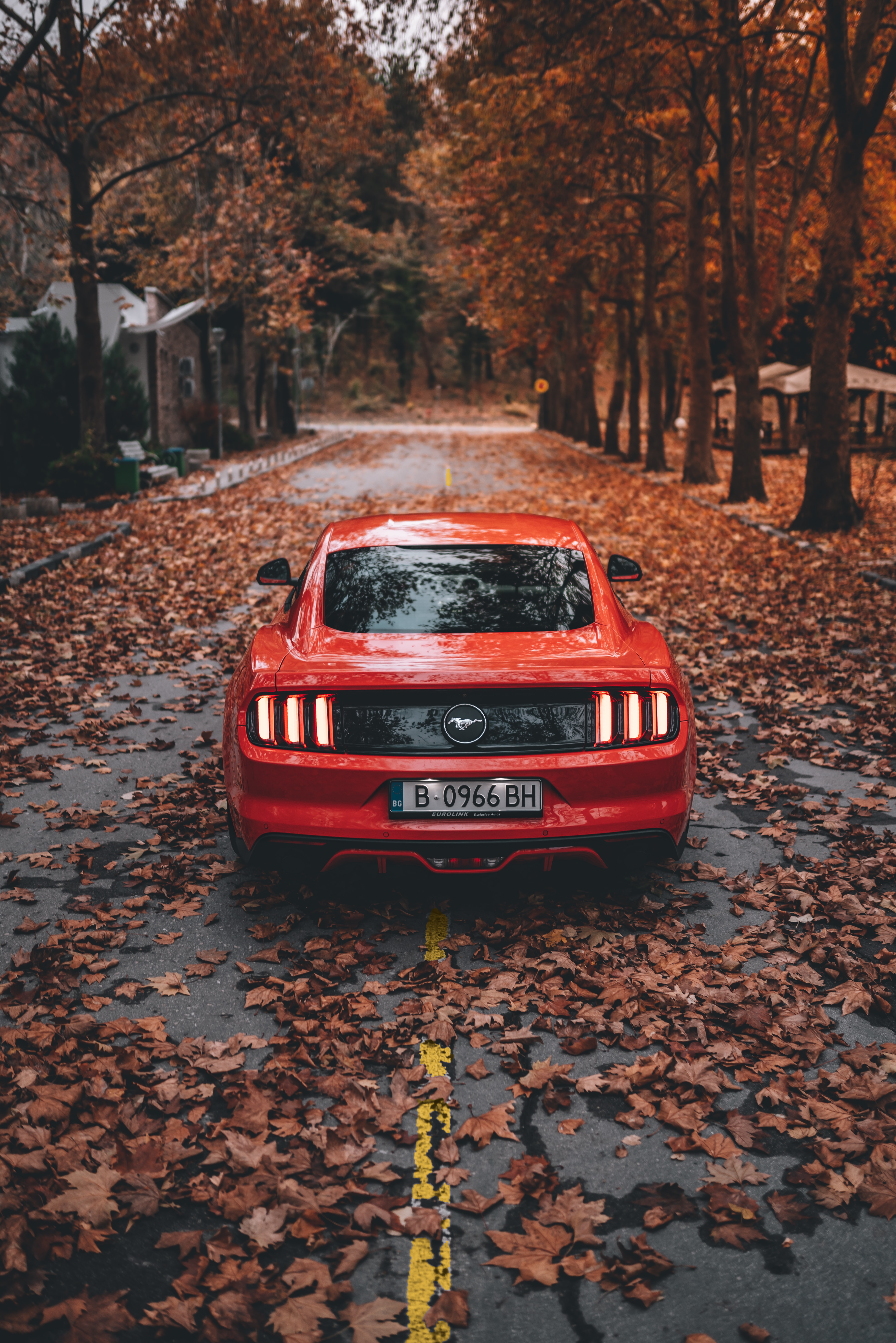 ford mustang, sports car, car, ford, cars, autumn, sports, red, road