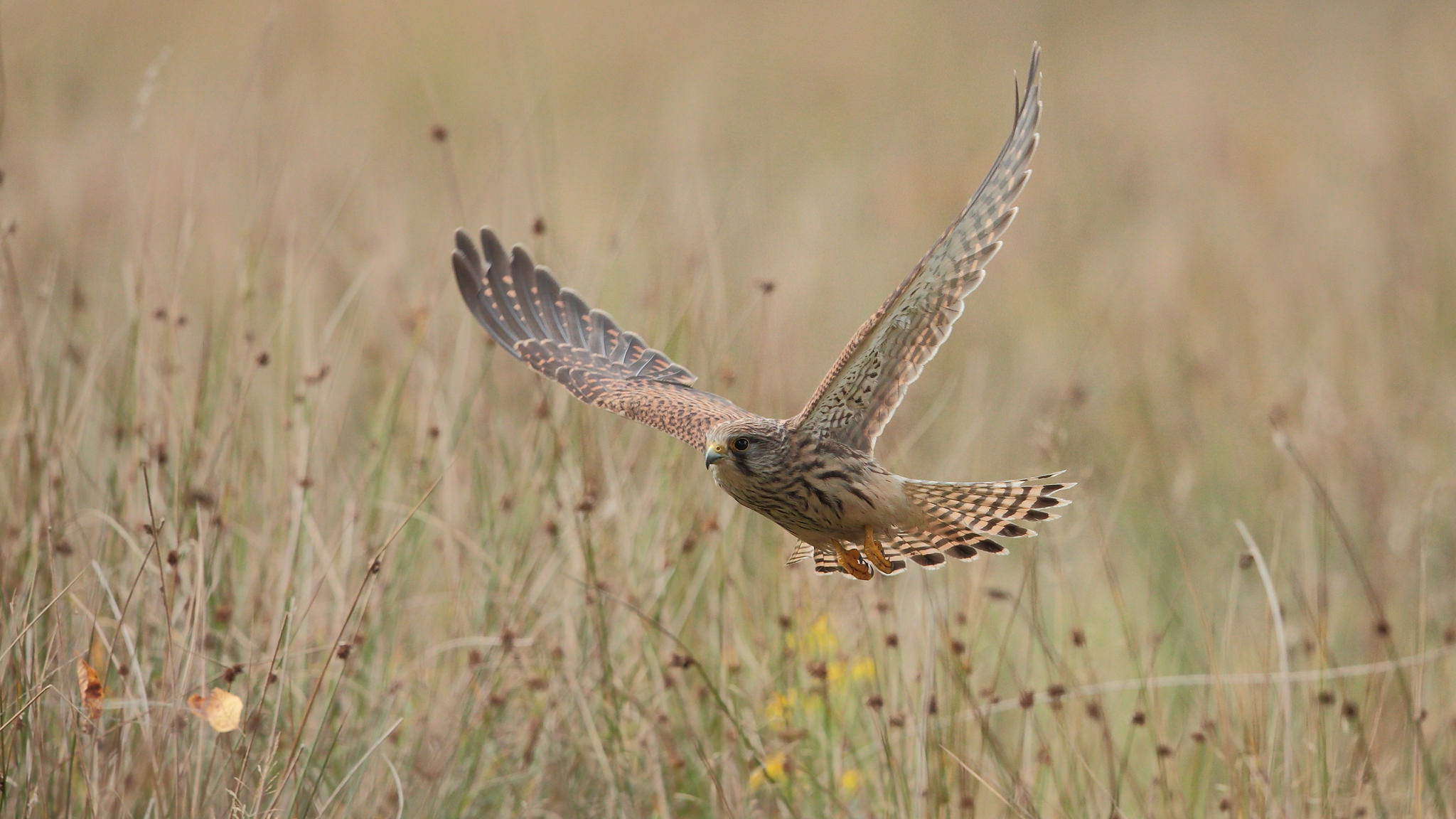  Kestrel HD Android Wallpapers