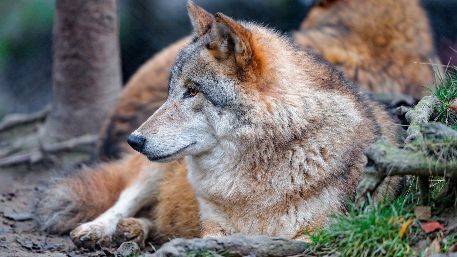 Серый волк хищники. Карпатский волк. Сибирский рыжий волк. Волкособ. Хищный волк.