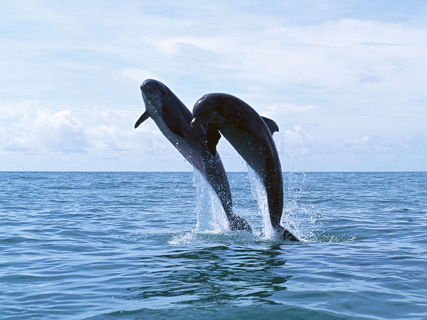 Handy-Wallpaper Delfine, Tiere kostenlos herunterladen.