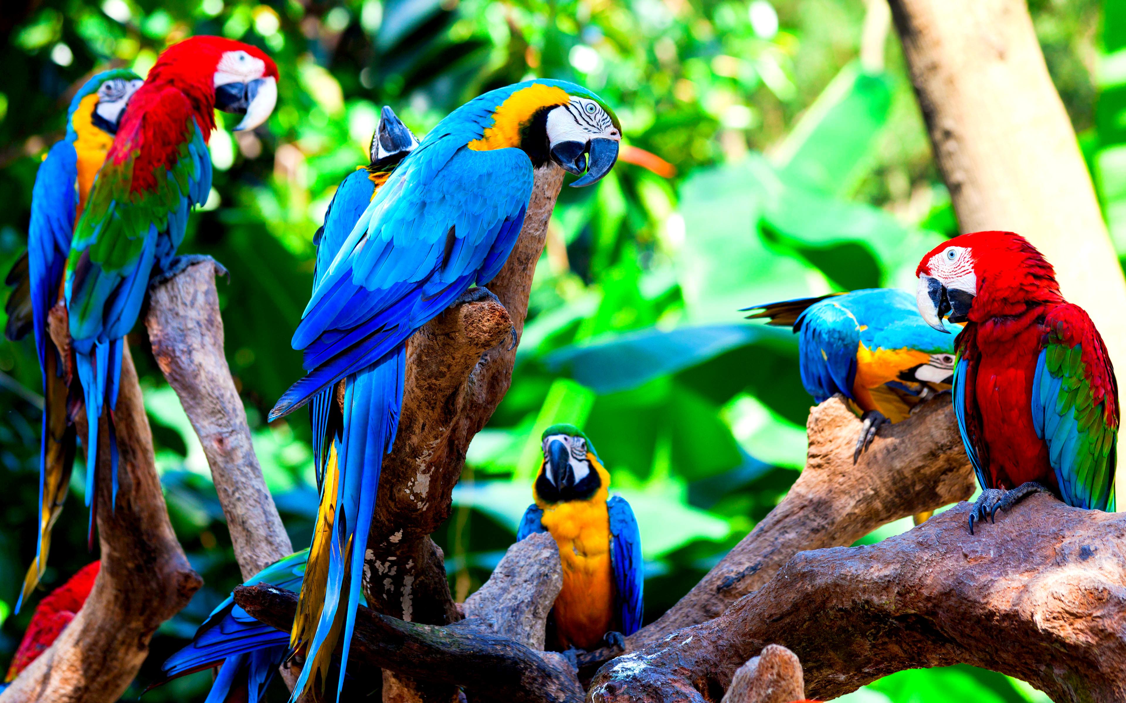 bird, birds, animal, macaw, blue and yellow macaw, colorful, red and green macaw