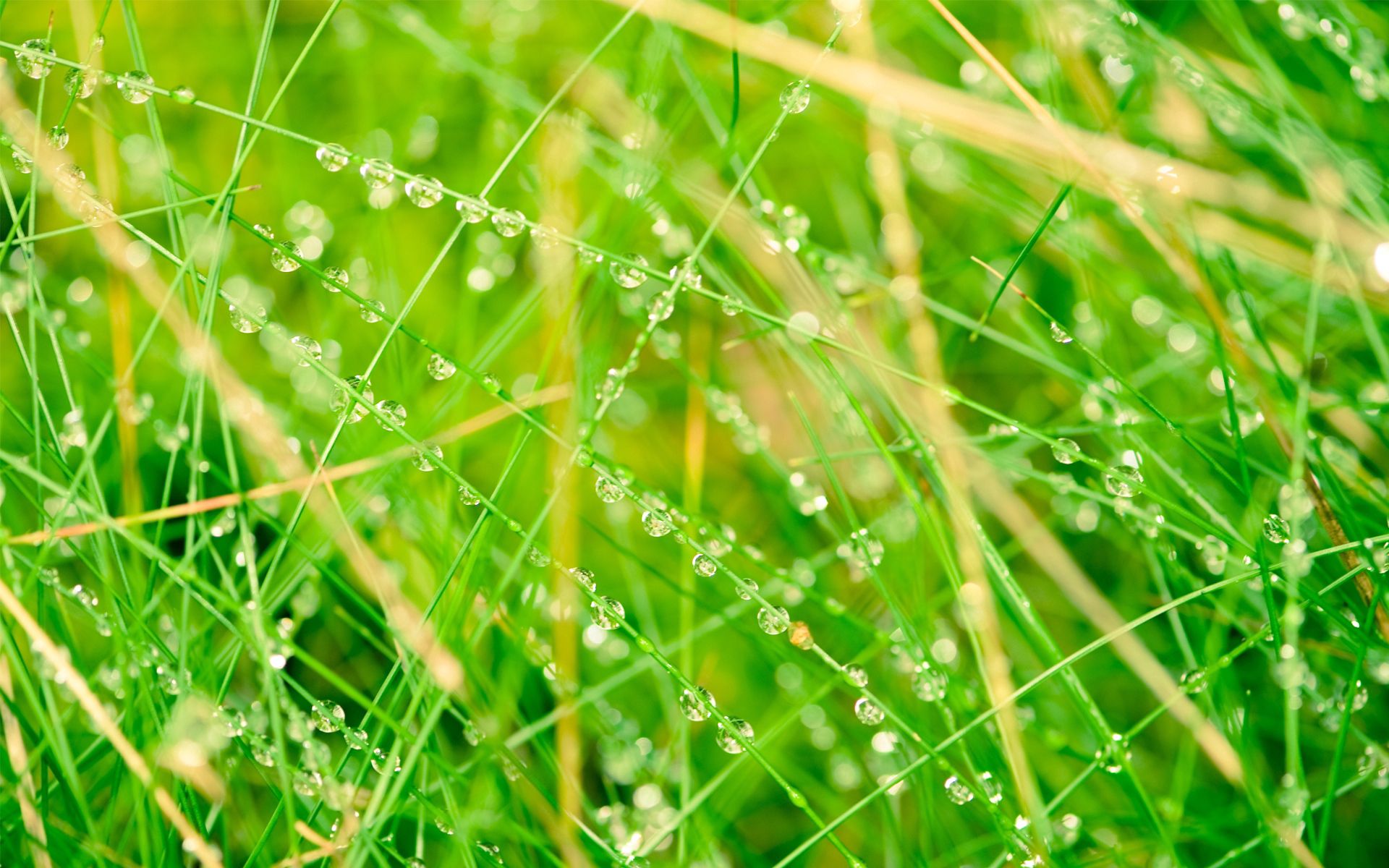 grass, drops, macro, light, light coloured, net 2160p