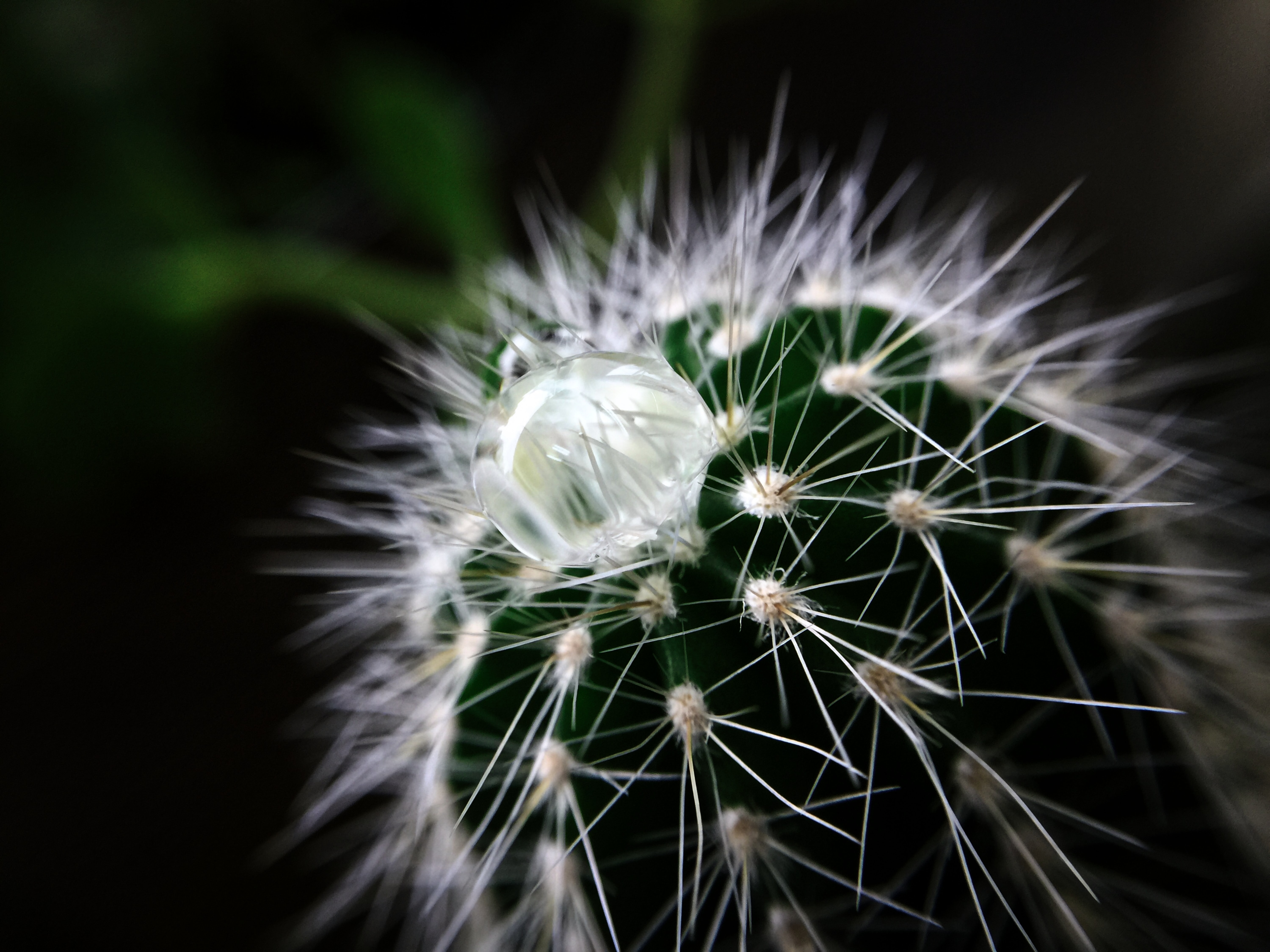 138403 Hintergrundbild herunterladen pflanze, makro, ein tropfen, drop, kaktus - Bildschirmschoner und Bilder kostenlos