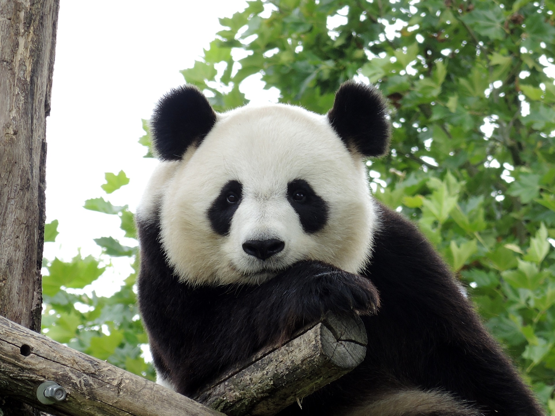 762289 Hintergrundbilder und Panda Bilder auf dem Desktop. Laden Sie  Bildschirmschoner kostenlos auf den PC herunter