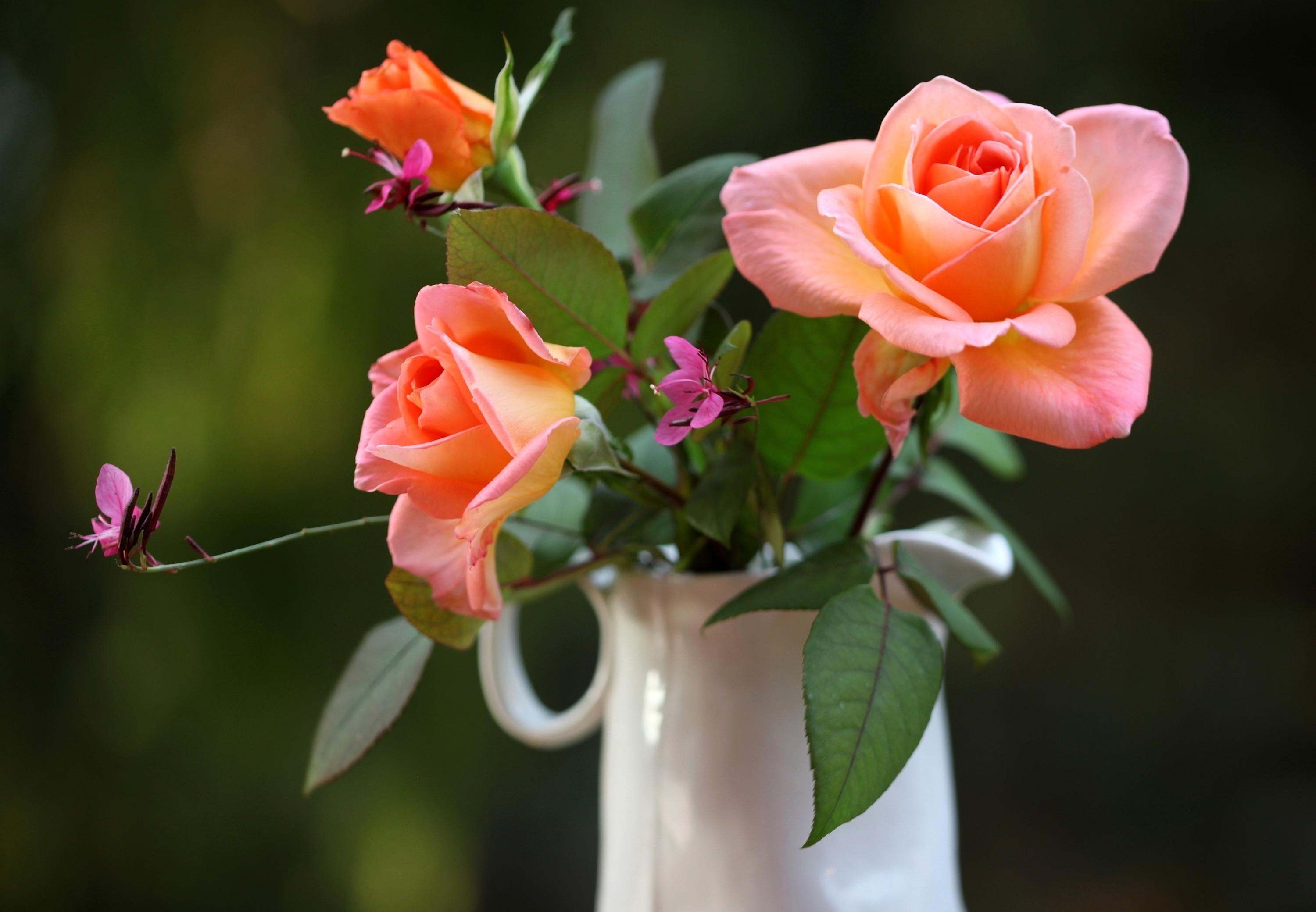 smooth, flowers, roses, blur, jug download HD wallpaper