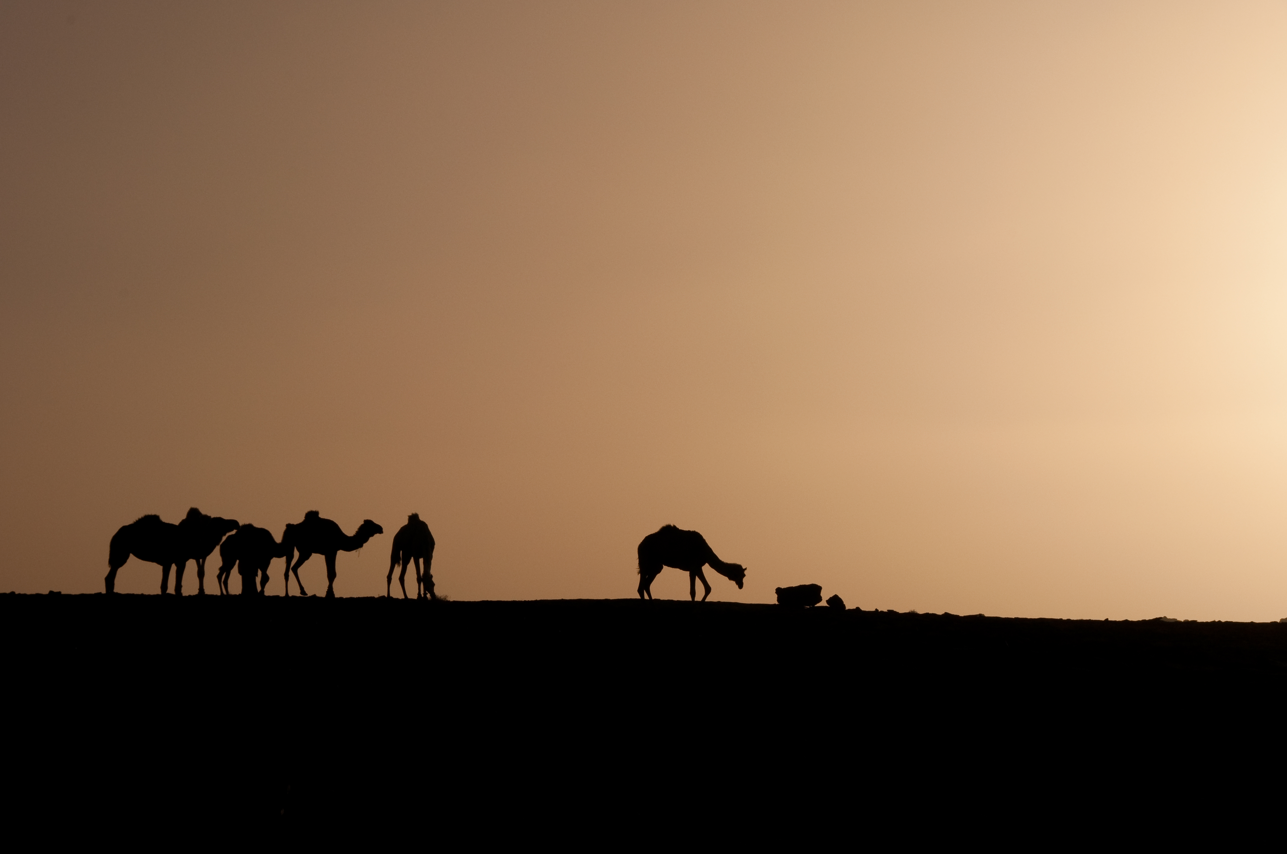 africa, photography, caravan, algeria, camel, desert, sahara, sand, silhouette, sunrise