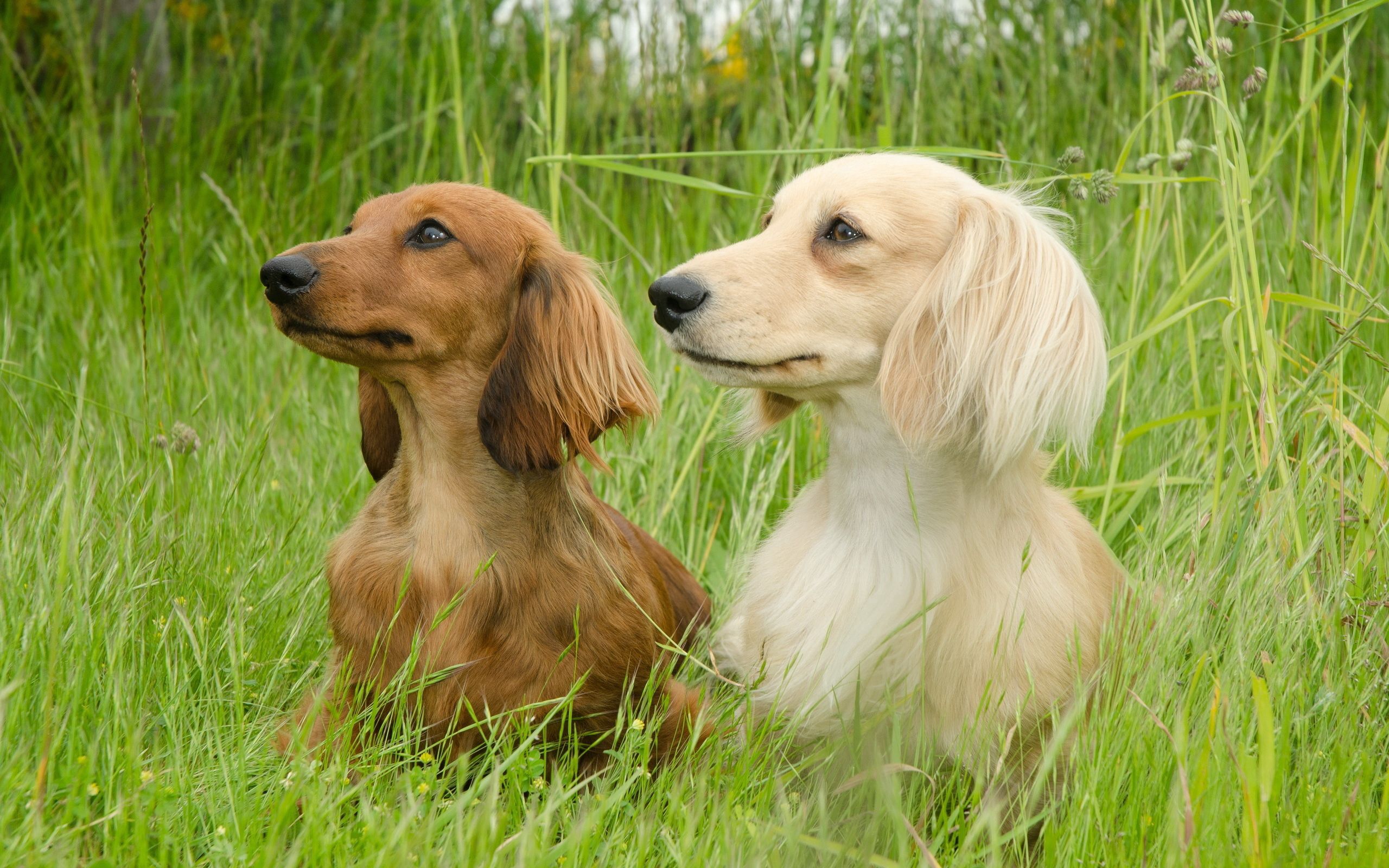 Download mobile wallpaper Dachshund, Grass, Fluffy, Stroll, Animals, Pair, Couple, Dogs for free.