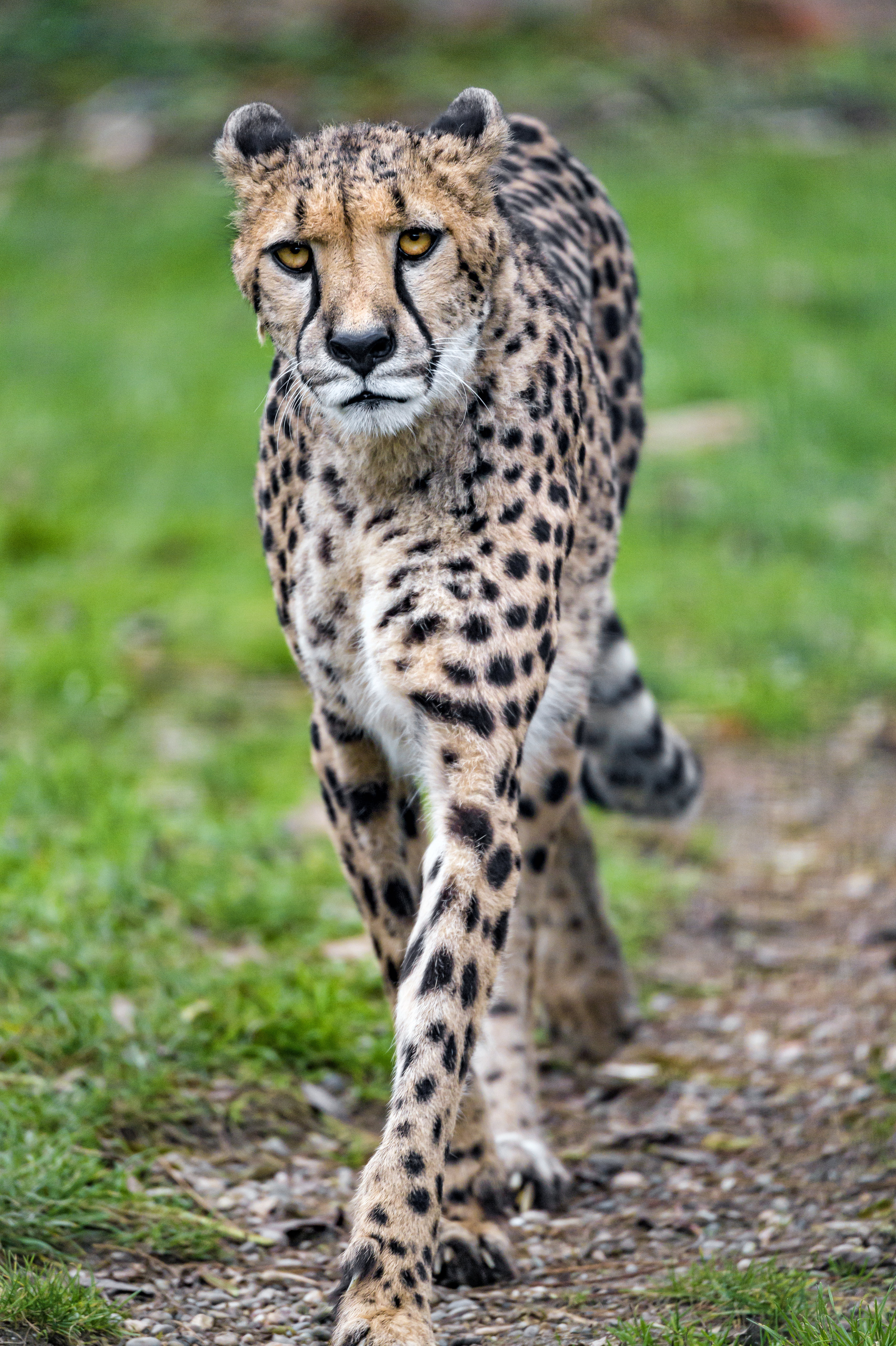 cheetah, animals, muzzle, predator, big cat Smartphone Background