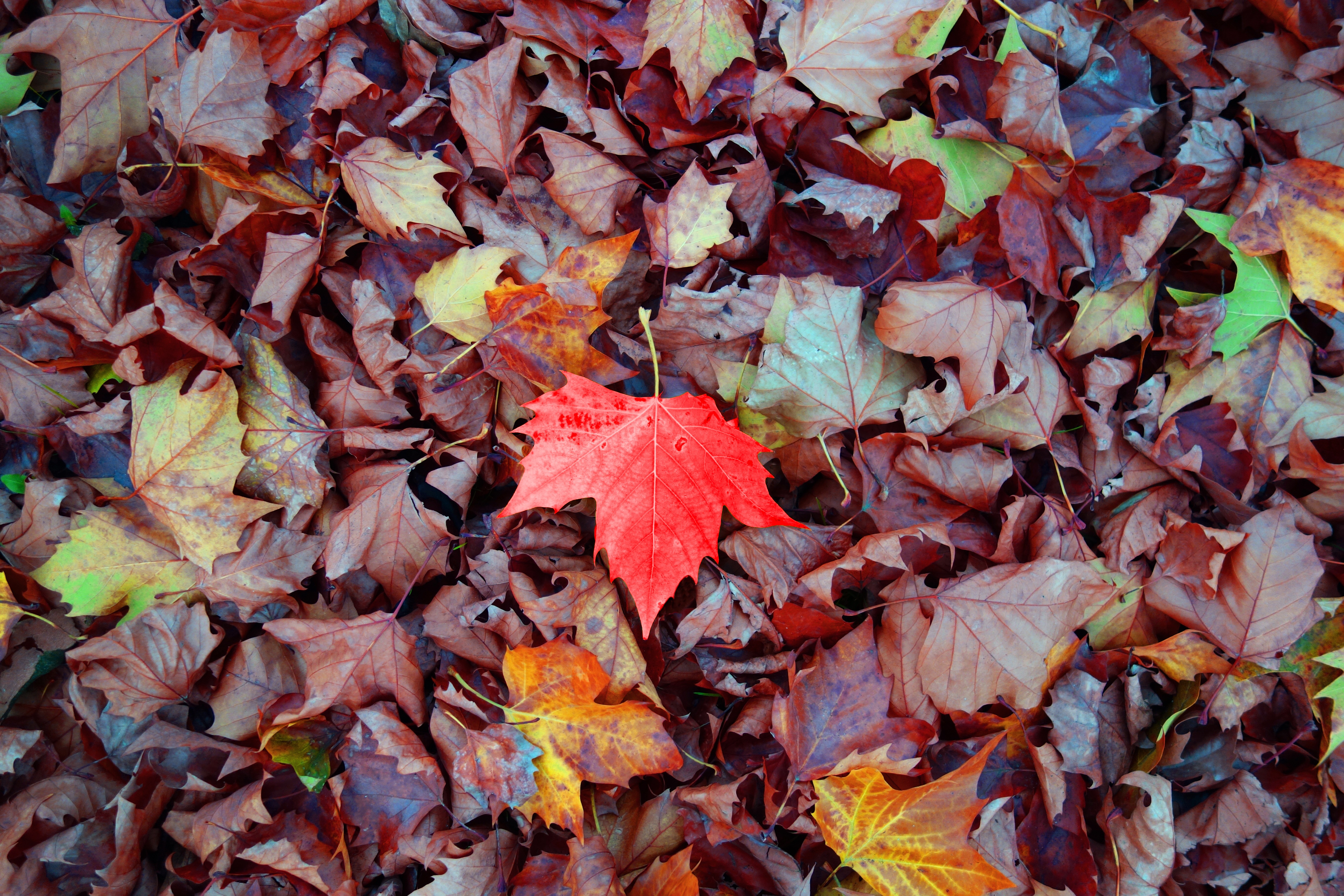 101506 завантажити шпалери природа, осінь, листя, клен, опалий, полеглий - заставки і картинки безкоштовно