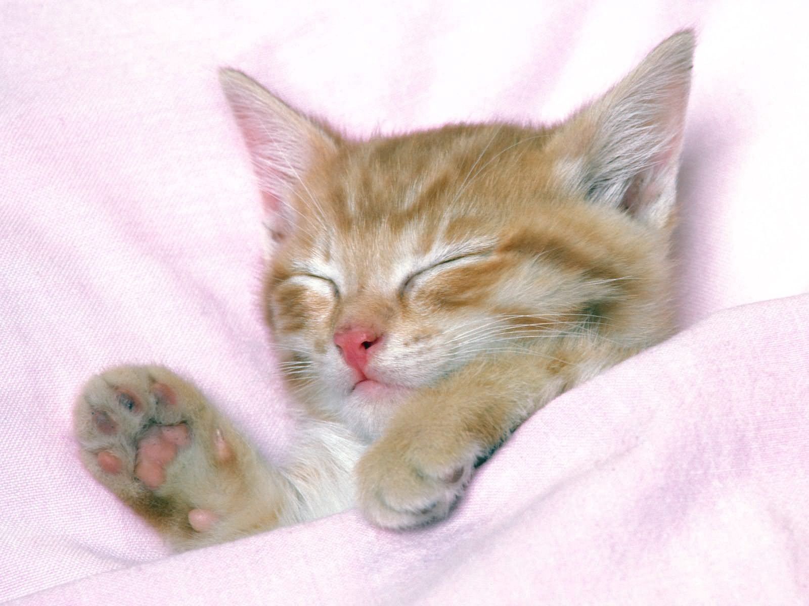 128905壁紙のダウンロード子猫, 動物, キティ, 縞模様, ストライプ, キッド, トット, 睡眠, 夢-スクリーンセーバーと写真を無料で