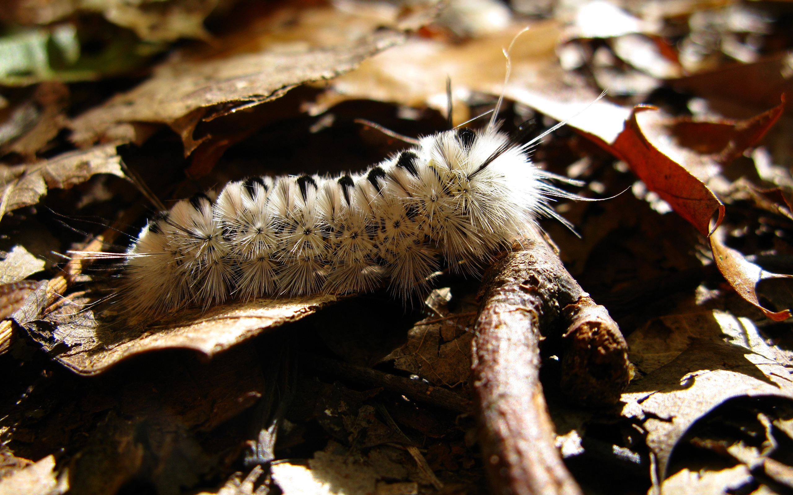 macro, animal, insect, caterpillar, close up