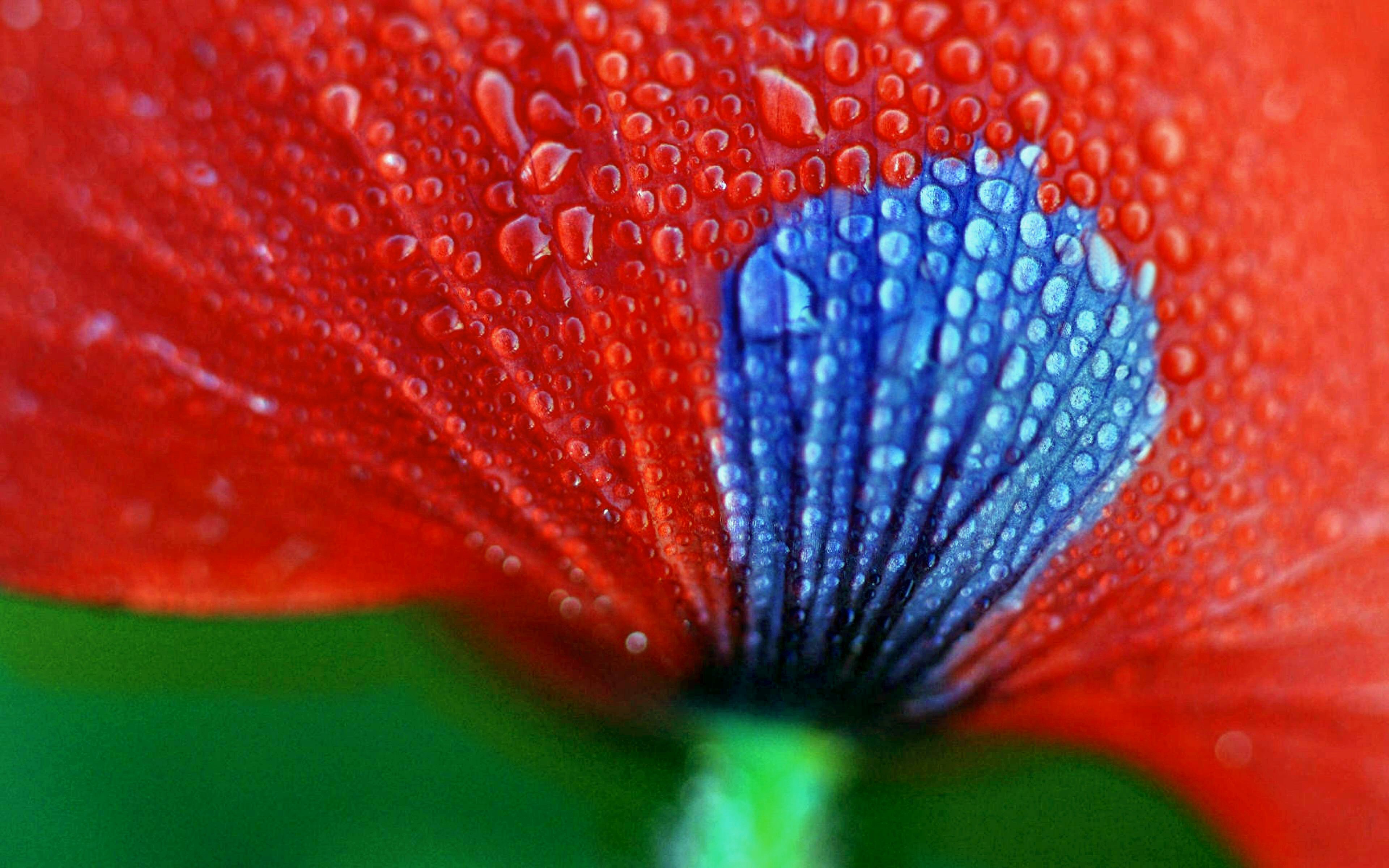 免费下载花, 花瓣, 红色的, 丰富多彩的, 粉彩, 水滴, 自然手机壁纸。