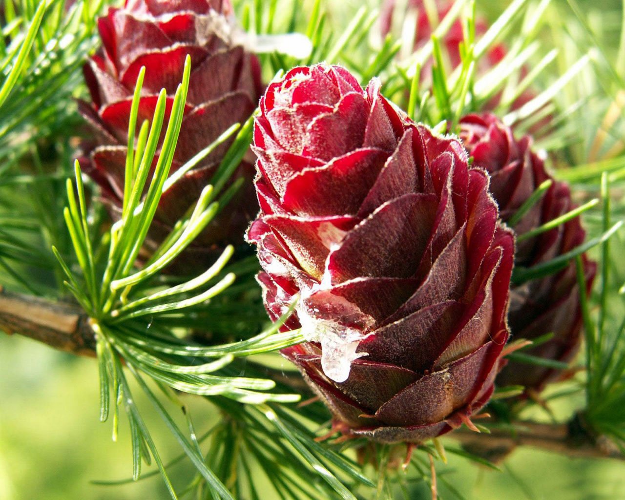 collection of best Pine Cone HD wallpaper