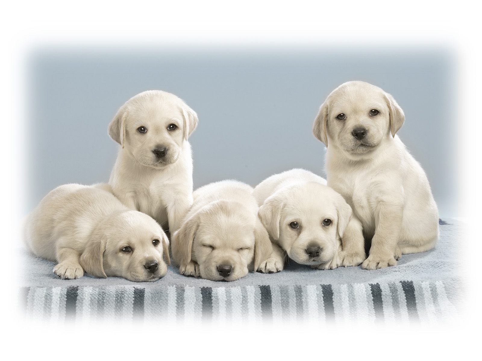 wallpapers puppy, labrador retriever, dog, animal
