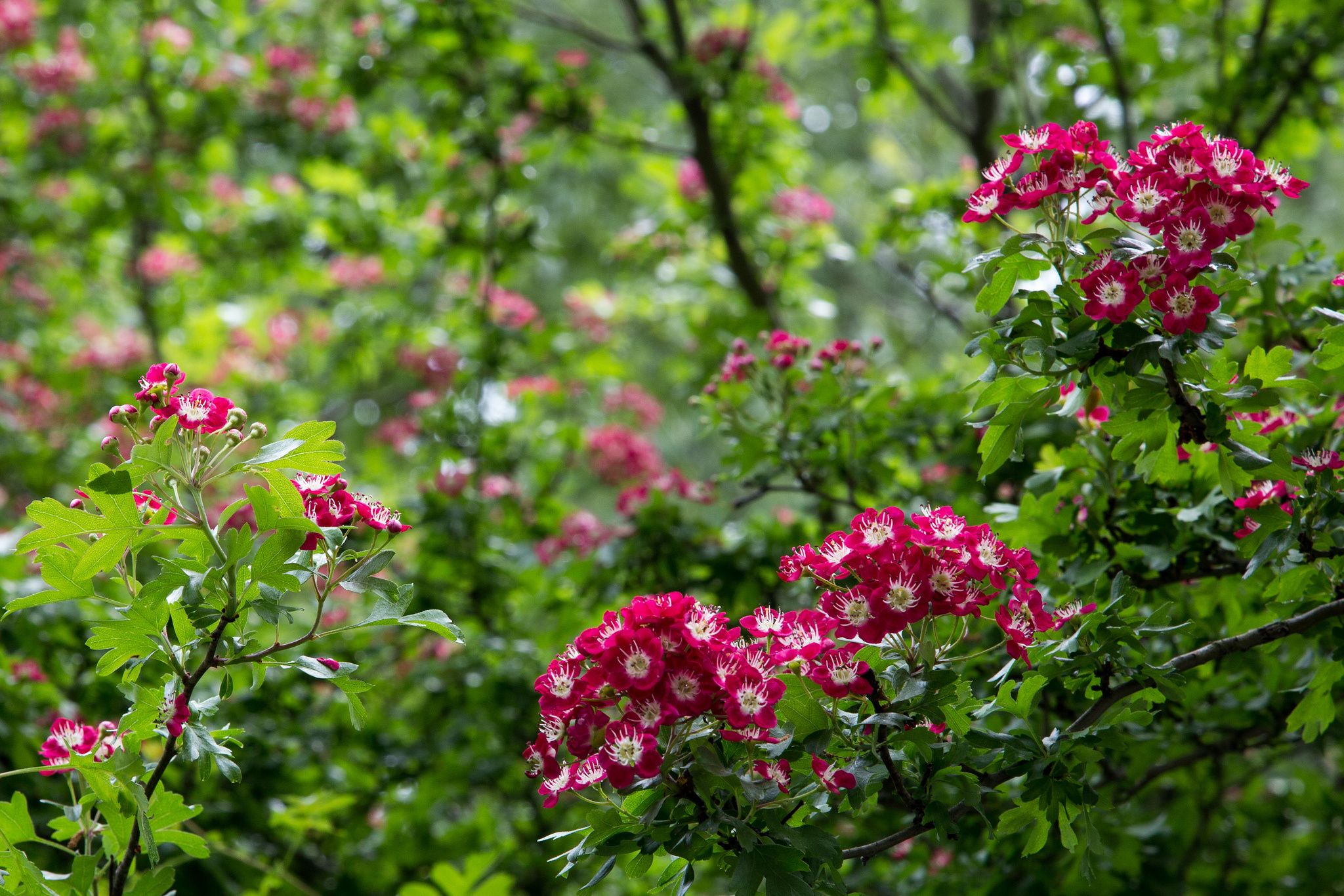 Цветы Боярышника