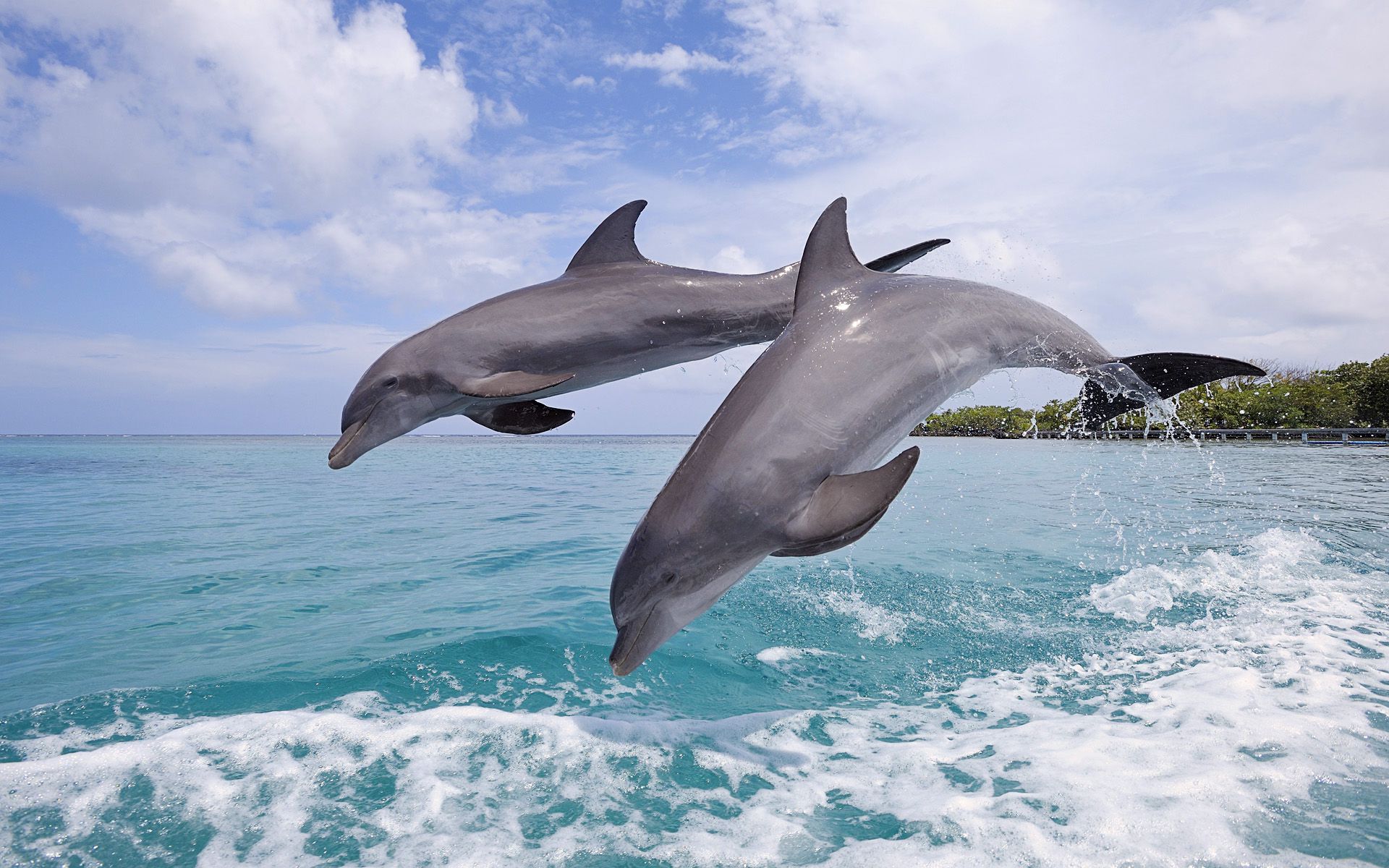621664 завантажити шпалери тварина, дельфін, дельфін афаліна - заставки і картинки безкоштовно