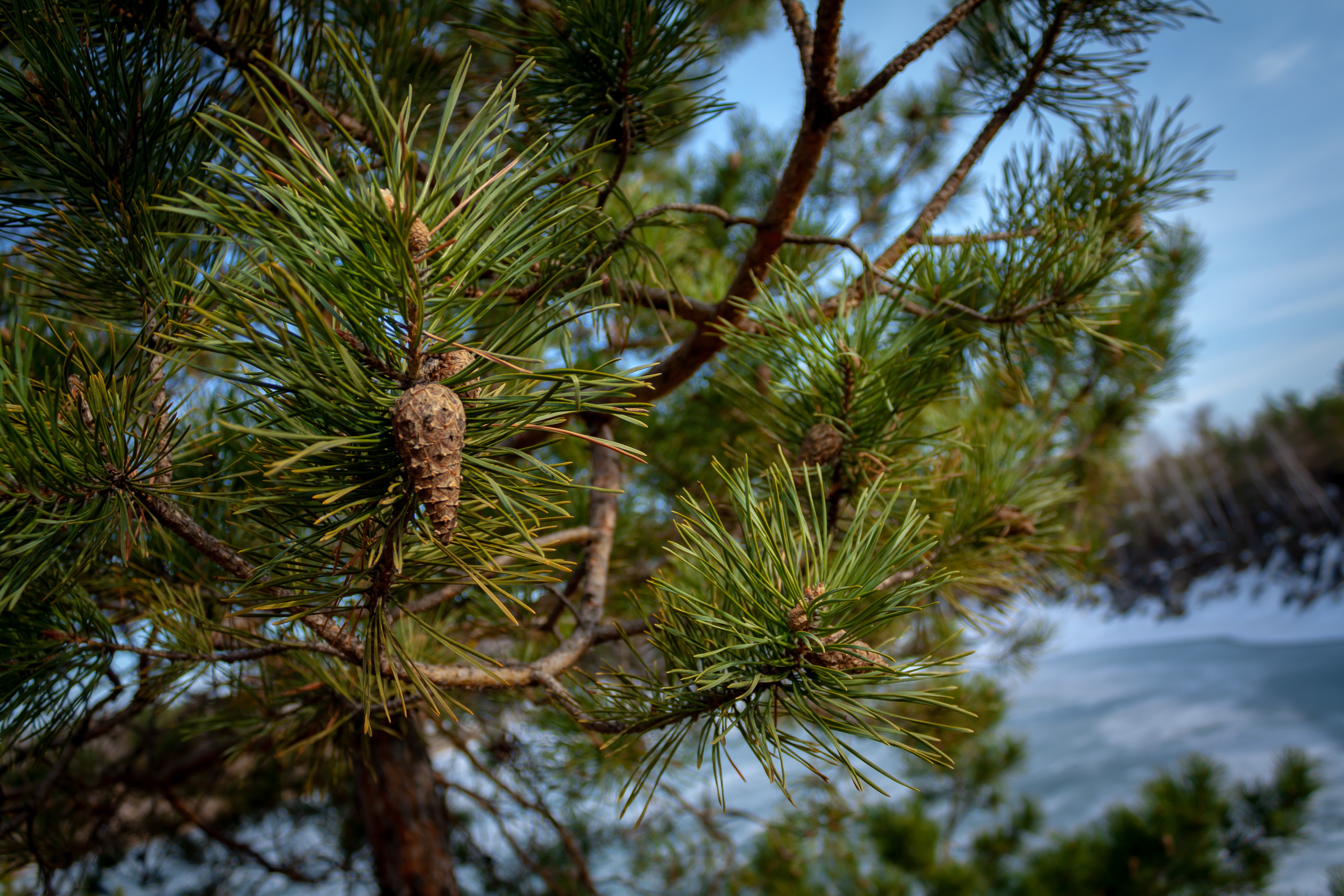 Лапка сосны. Сосна обыкновенная Pinus. Сосна белокорая шишки. Сосна Тунберга шишка. Сосна обыкновенная сосна Лесная ветки.