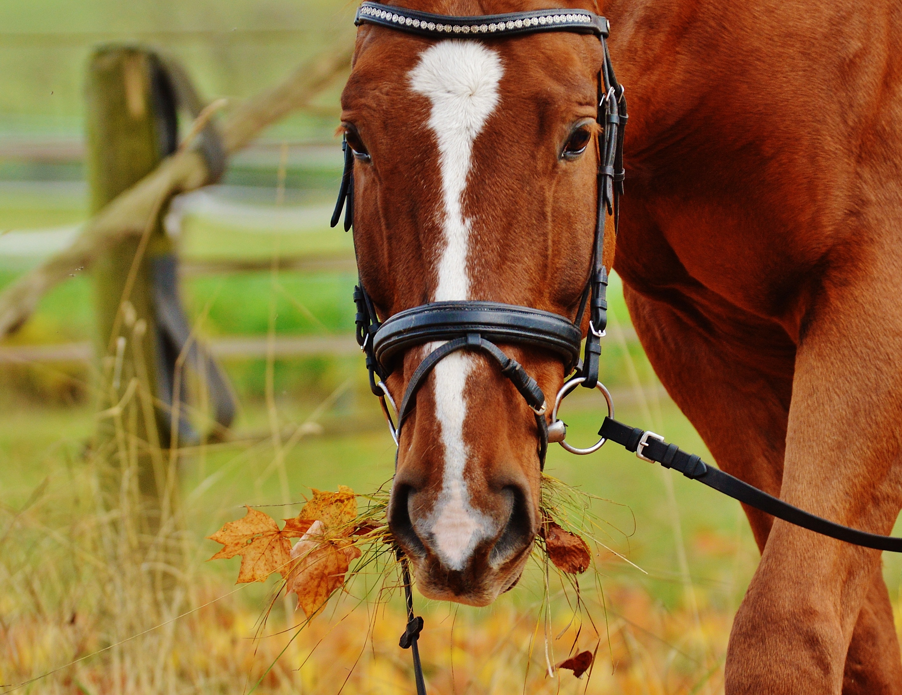 Download mobile wallpaper Bridle, Muzzle, Animals, Grass, Horse for free.