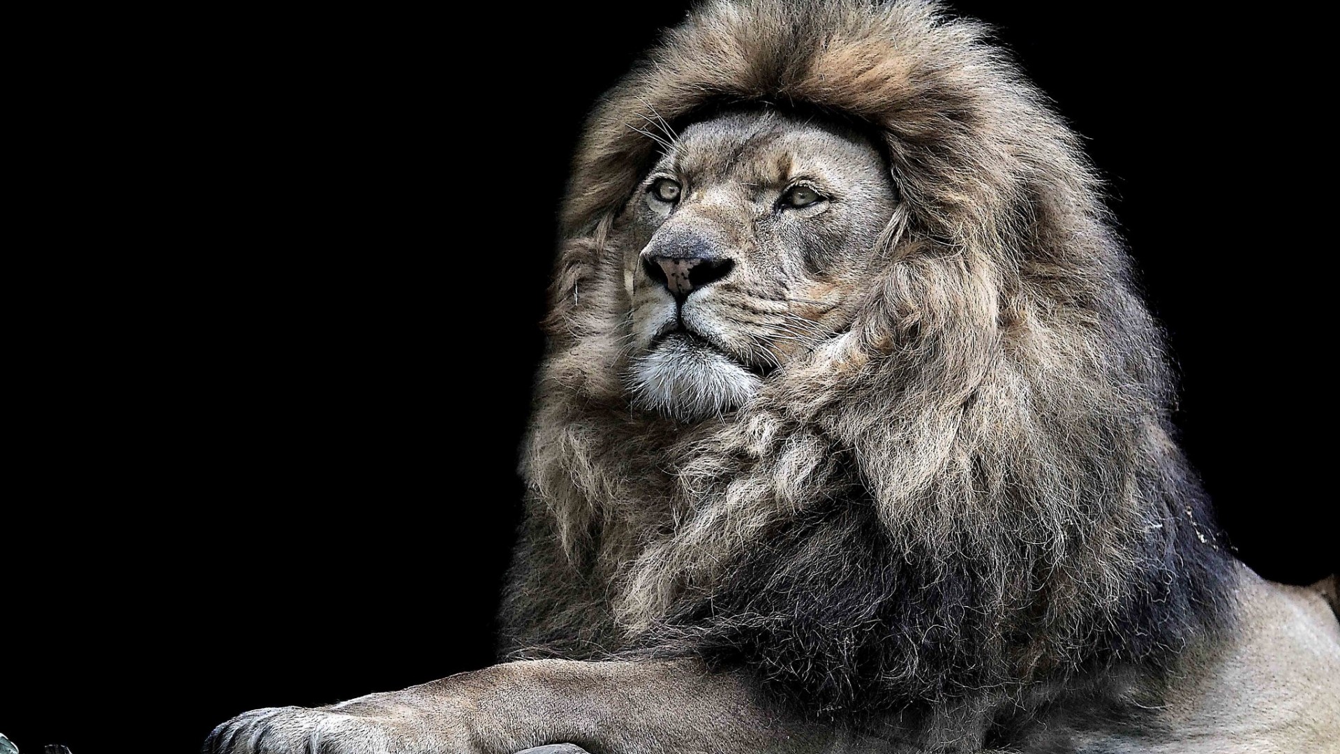 378787 baixar papel de parede leão, animais, preto & branco, fechar se, gatos - protetores de tela e imagens gratuitamente