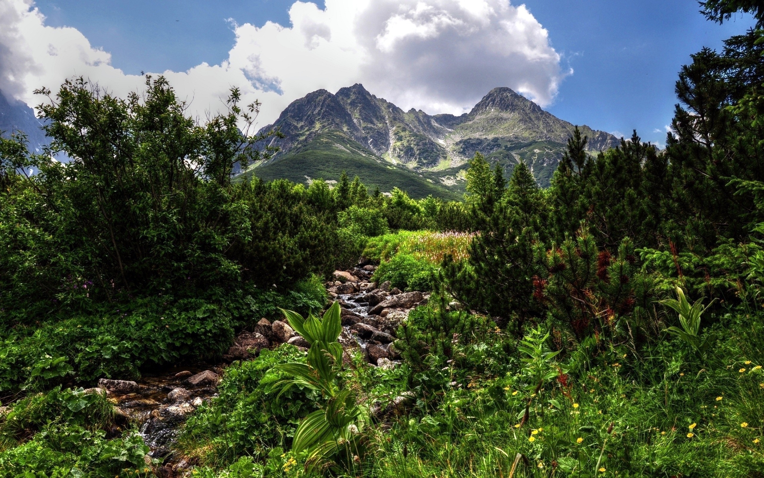 Mountain flora. Горные леса Анды. Горно-Лесной пояс Кавказа. Лесной пояс Кавказа. Лесной пояс гор Кавказа.