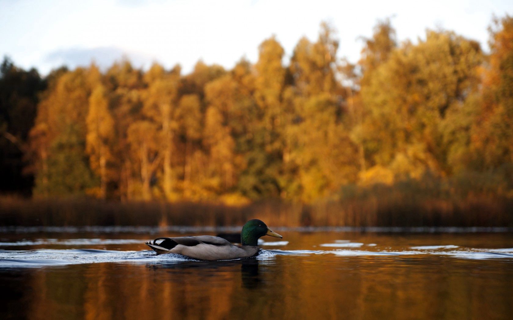 Утки на озере осенью