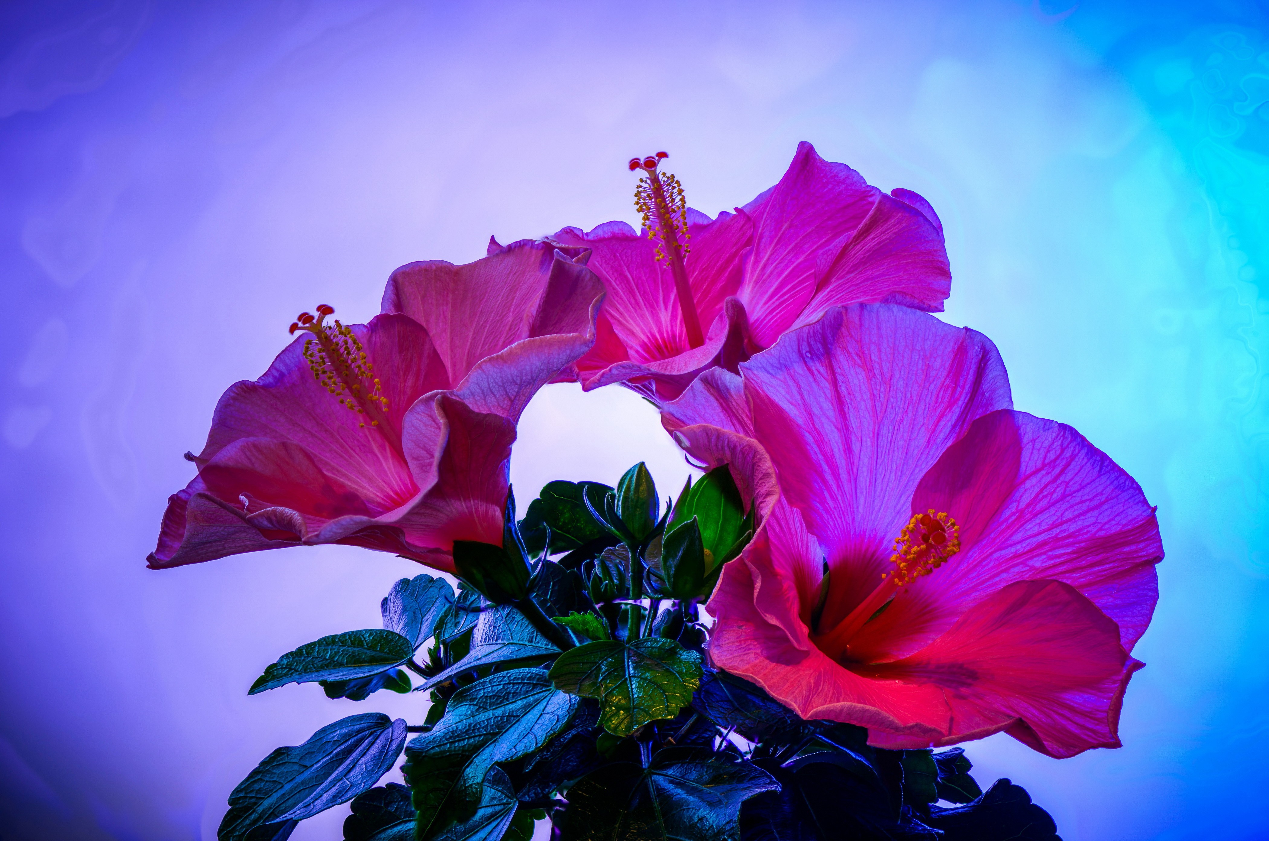 Download mobile wallpaper Hibiscus, Flowers, Earth for free.