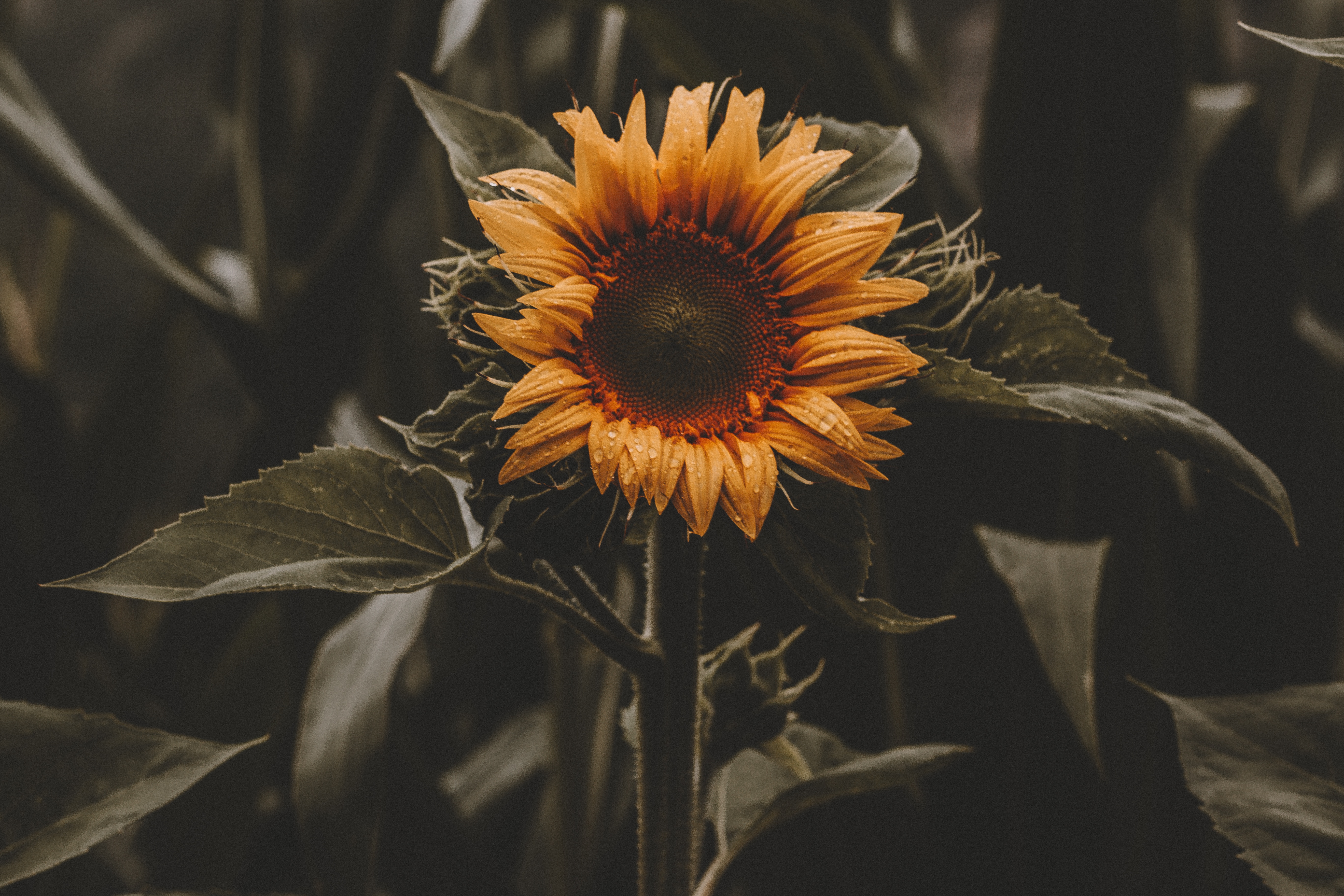 51945 Hintergrundbilder und Sonnenblume Bilder auf dem Desktop. Laden Sie  Bildschirmschoner kostenlos auf den PC herunter