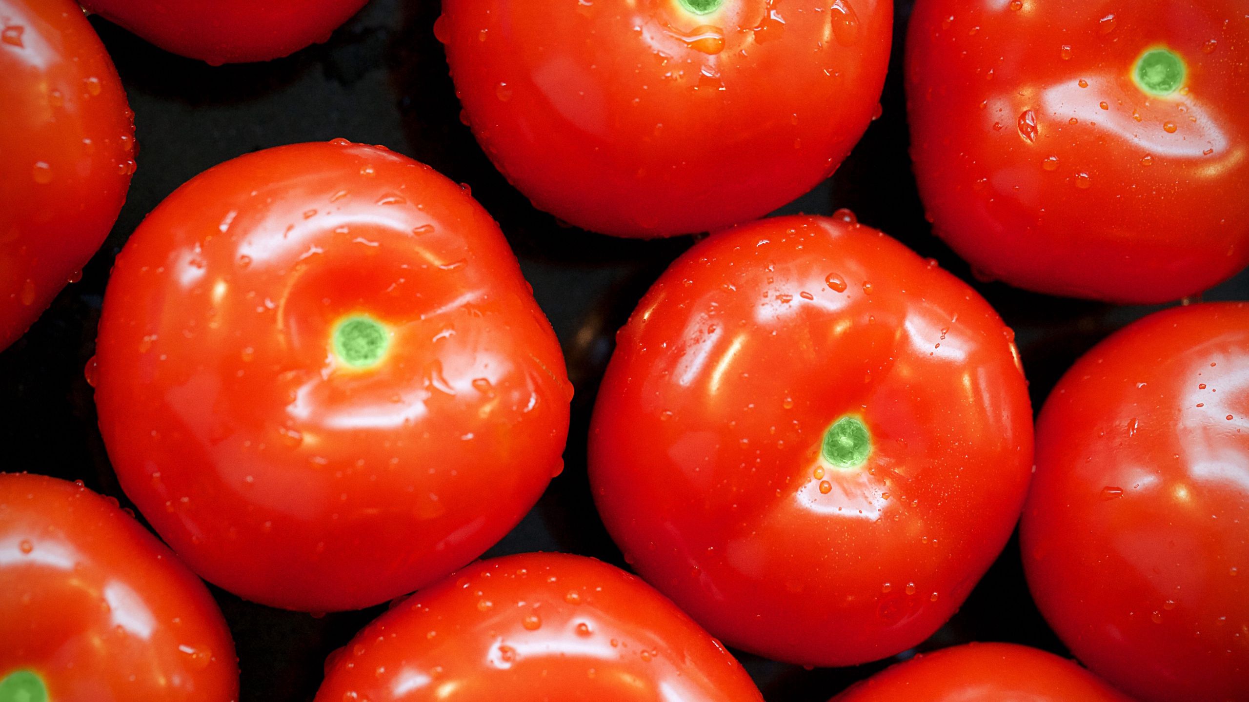 food, vegetables, tomatoes download HD wallpaper